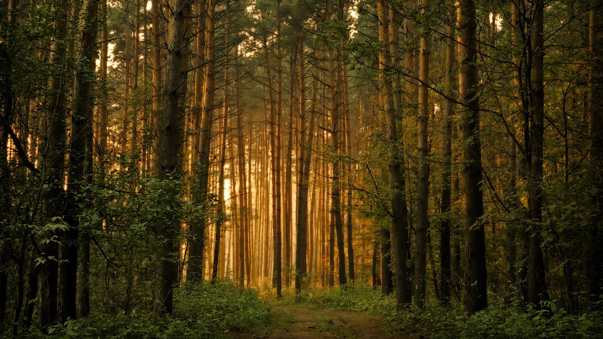 Téléchargez gratuitement l'image Forêt, Terre/nature sur le bureau de votre PC