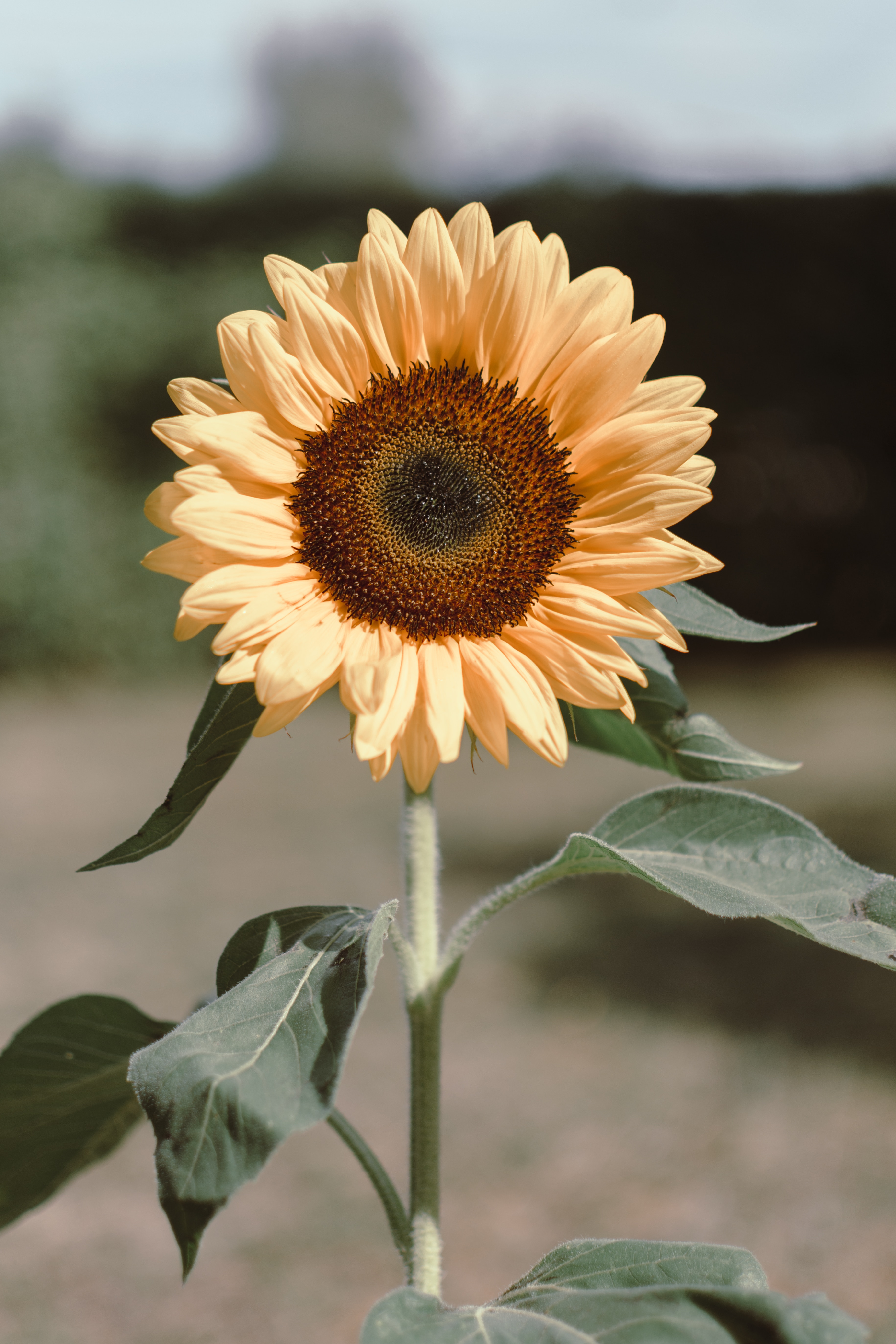 flowers, yellow, flower, plant, bloom, flowering, sunflower HD for desktop 1080p