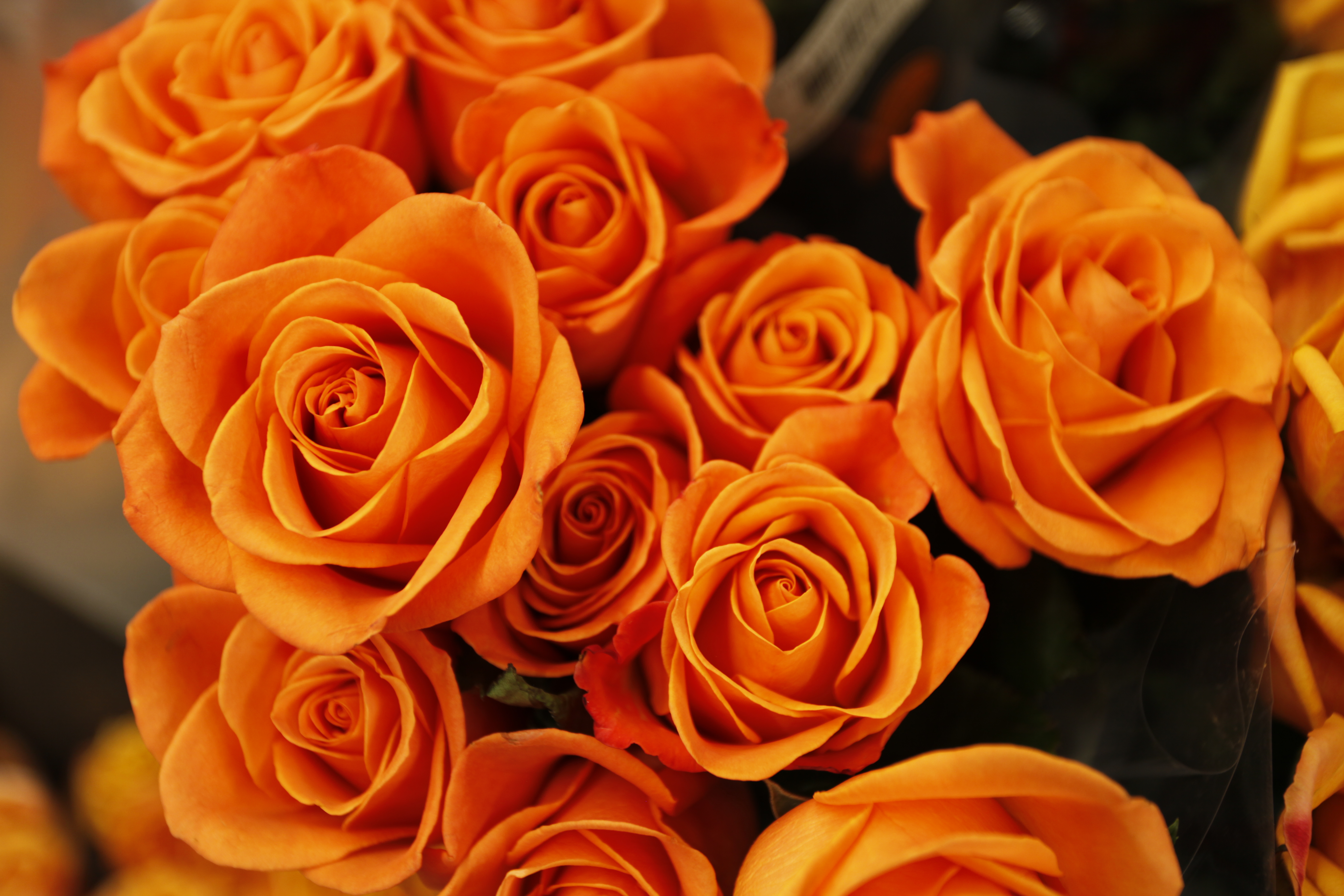 Скачати мобільні шпалери Квітка, Роза, Земля, Апельсинова Квітка, Флауерзи безкоштовно.