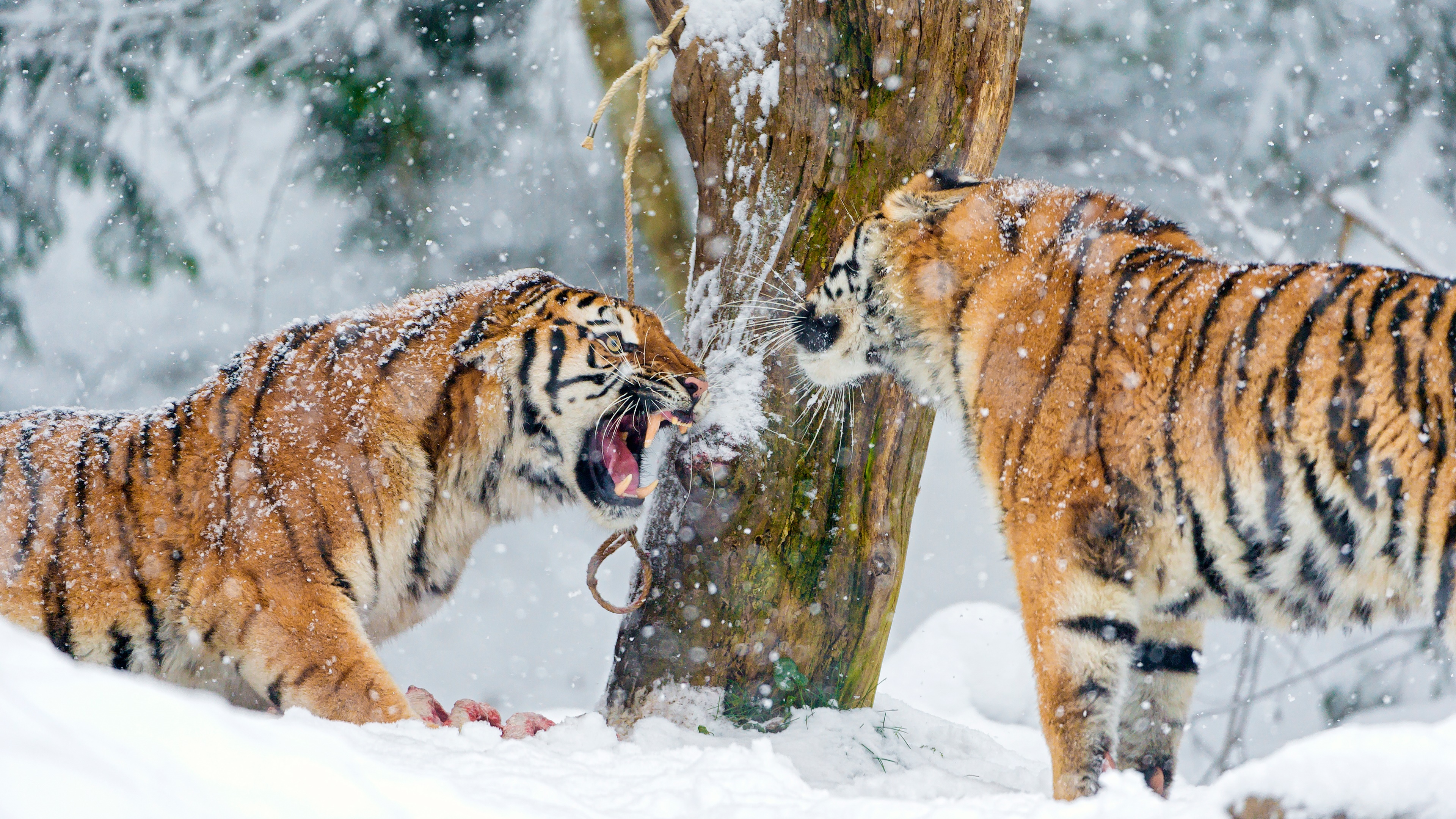 460063 descargar fondo de pantalla animales, tigre, tigre siberiano, nieve, gatos: protectores de pantalla e imágenes gratis