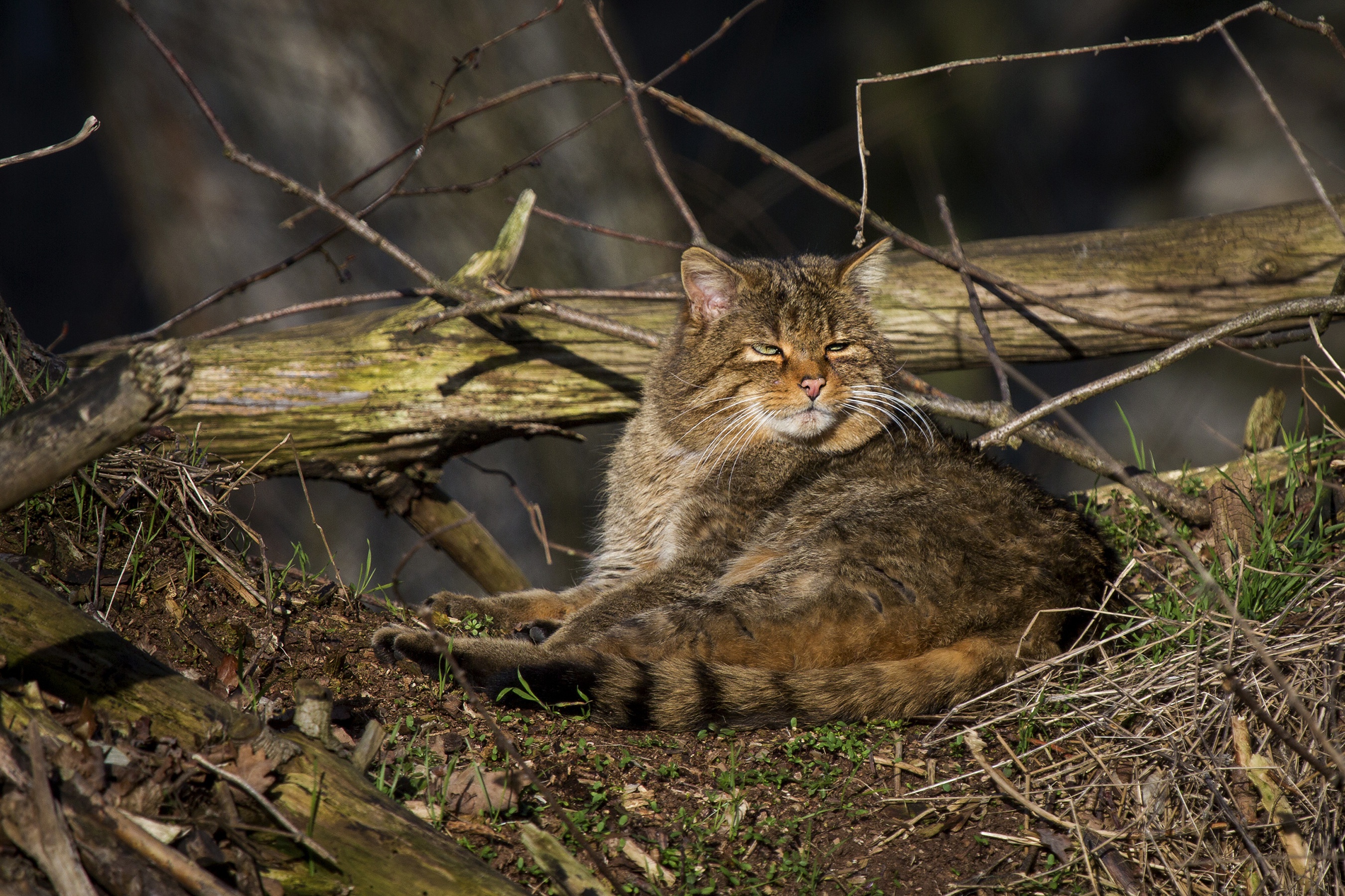 Laden Sie das Tiere, Katzen, Katze-Bild kostenlos auf Ihren PC-Desktop herunter