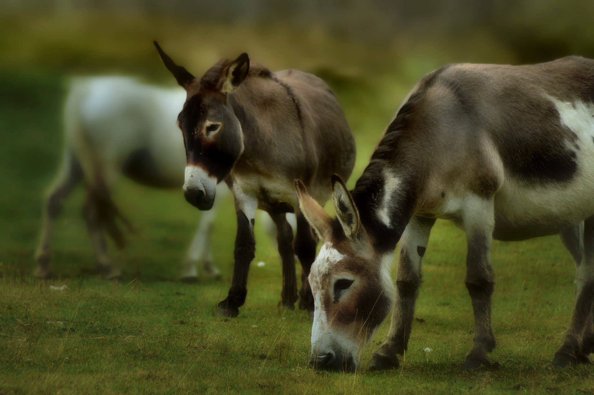 927417 descargar fondo de pantalla animales, burro, bebe animal: protectores de pantalla e imágenes gratis
