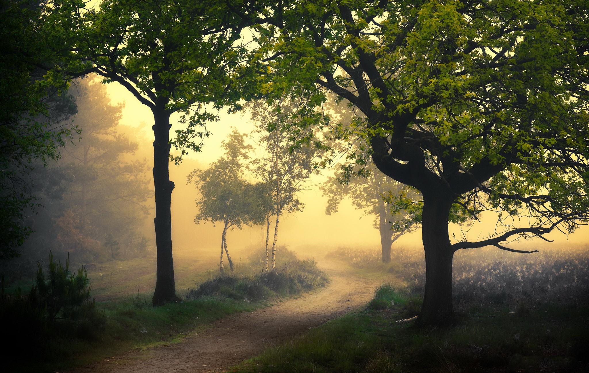 Handy-Wallpaper Natur, Straße, Nebel, Pfad, Menschengemacht kostenlos herunterladen.