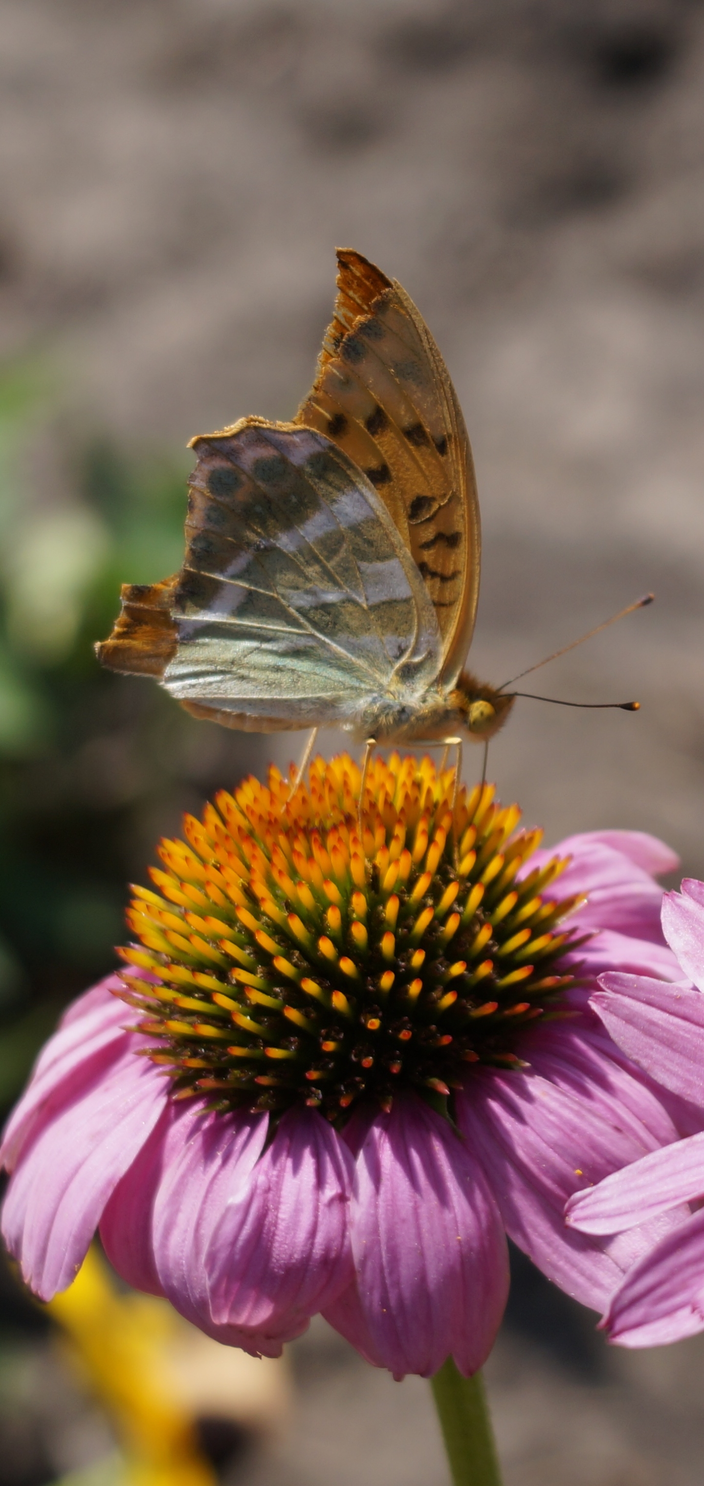 Download mobile wallpaper Flower, Macro, Insect, Butterfly, Animal, Echinacea for free.