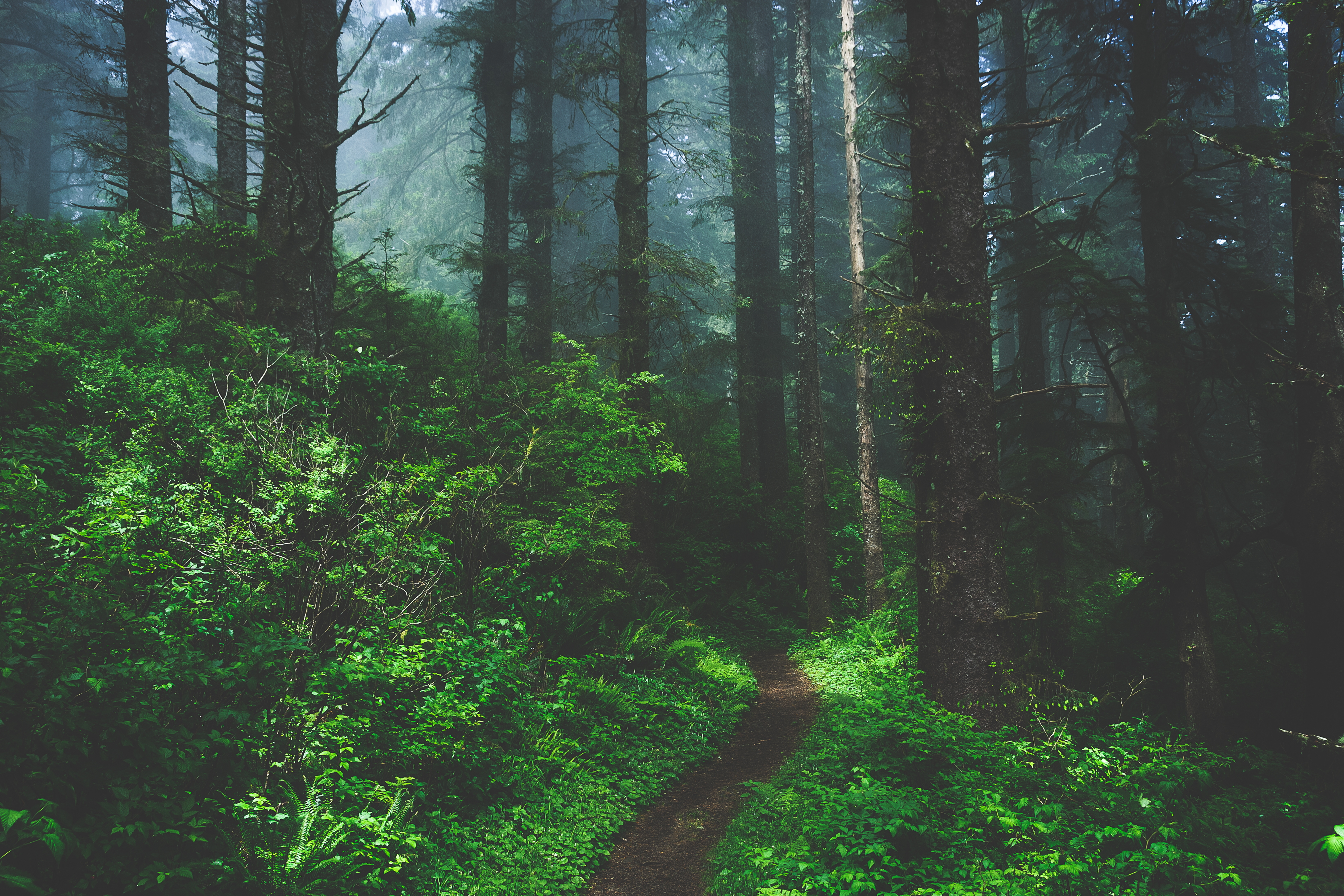 Скачати мобільні шпалери Туман, Шлях, Стежка, Дерева, Ліс, Природа, Трава безкоштовно.