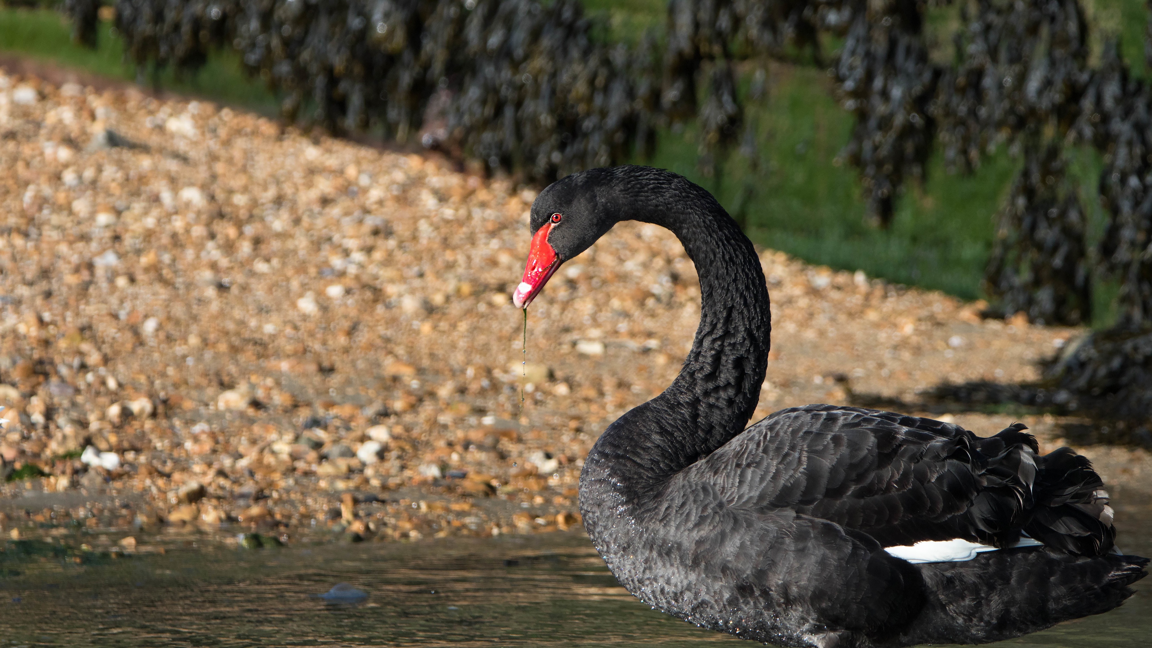 Black Swan  Lock Screen