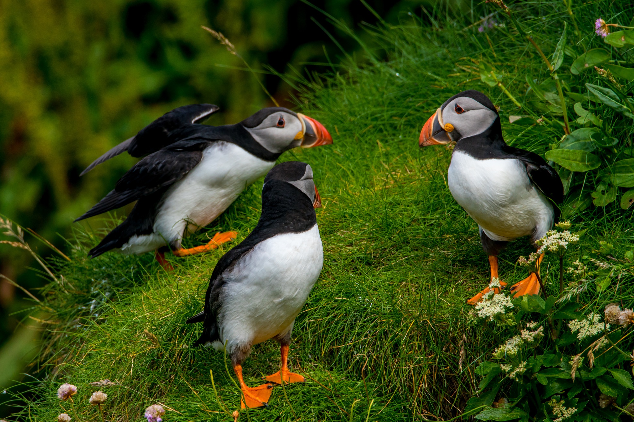 Download mobile wallpaper Birds, Grass, Bird, Animal, Puffin for free.