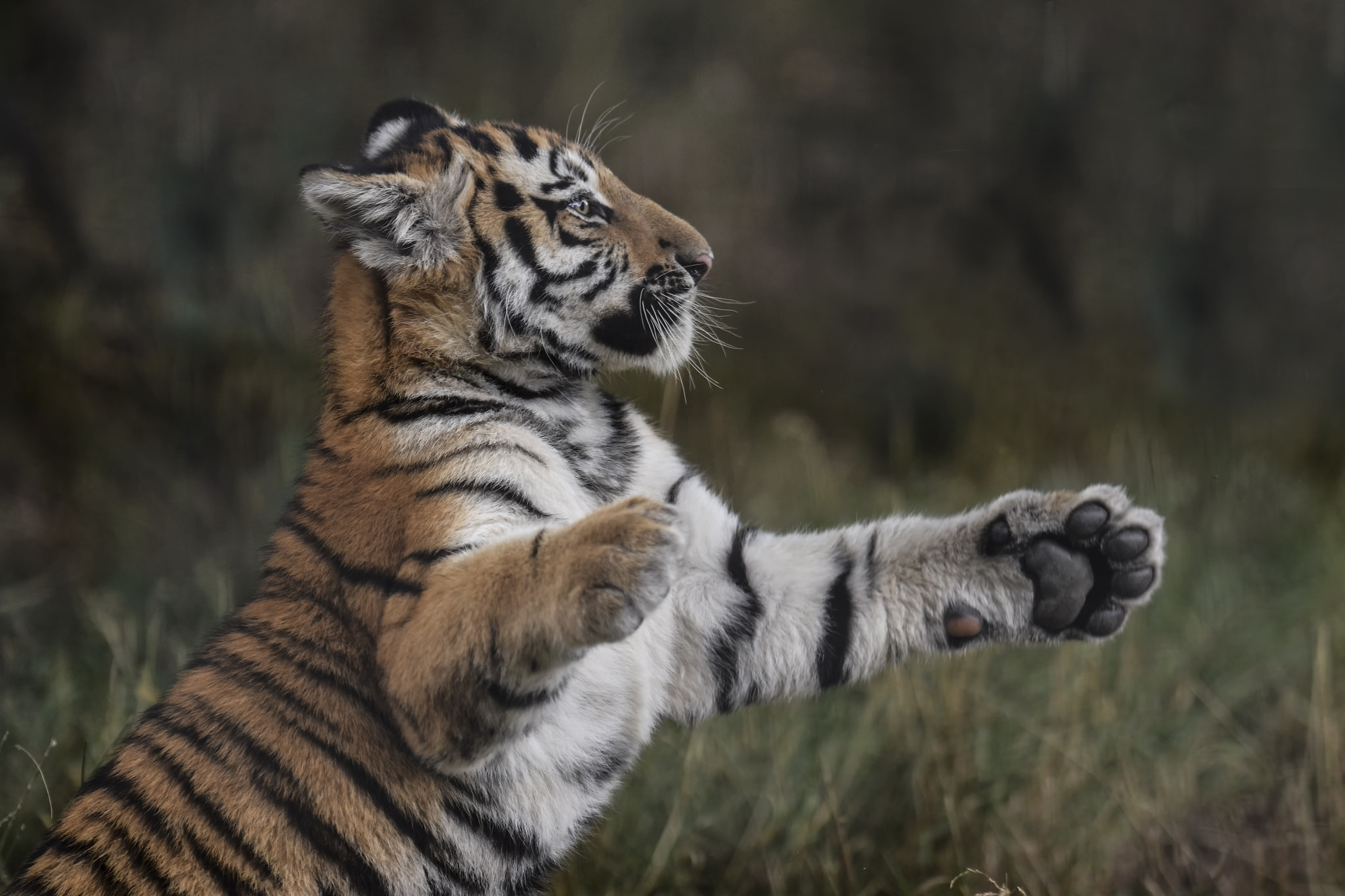 Descarga gratuita de fondo de pantalla para móvil de Animales, Gatos, Tigre, Cachorro, Bebe Animal.