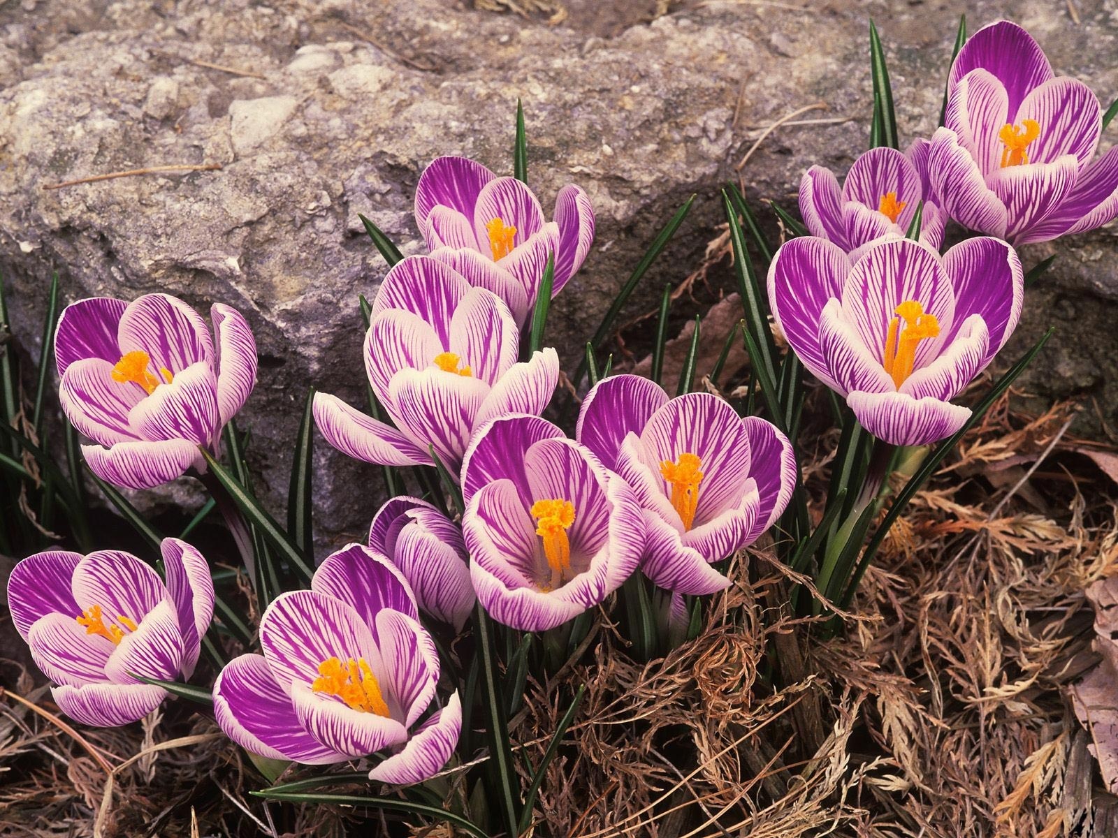 Descarga gratuita de fondo de pantalla para móvil de Flores, Flor, Tierra/naturaleza.