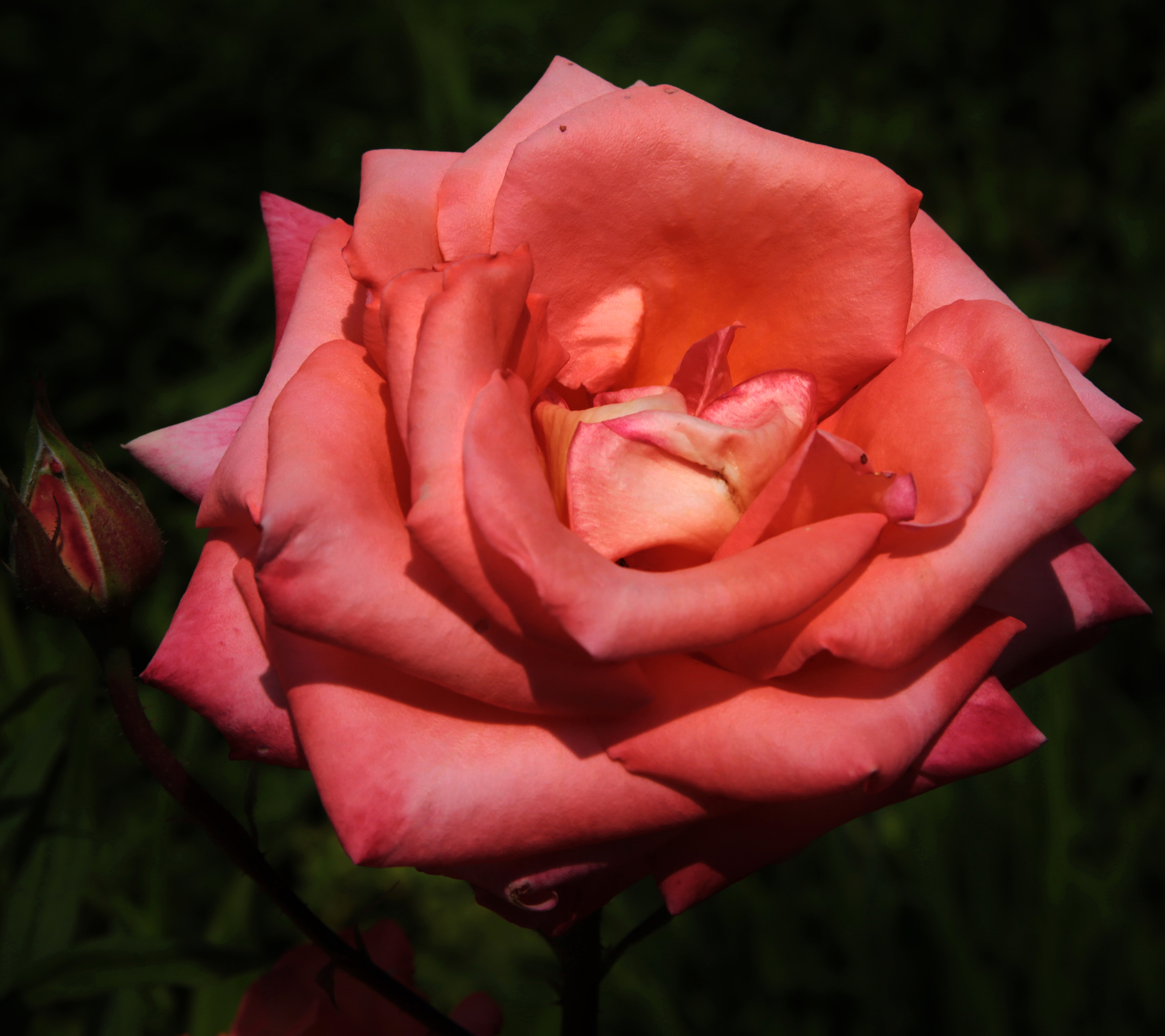 Descarga gratuita de fondo de pantalla para móvil de Flores, Rosa, Flor, Flor Rosa, Tierra/naturaleza.