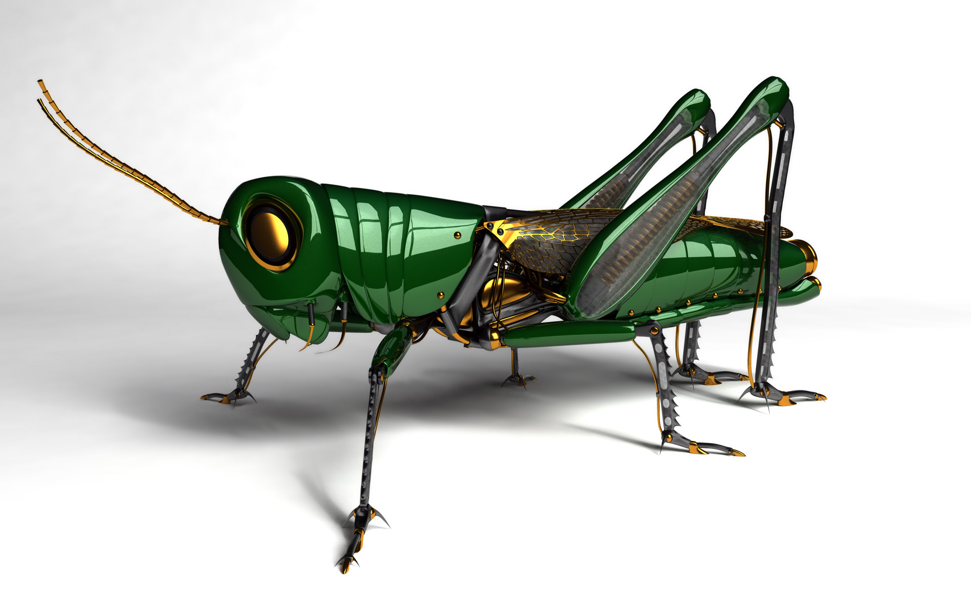 Free Images  Grasshopper
