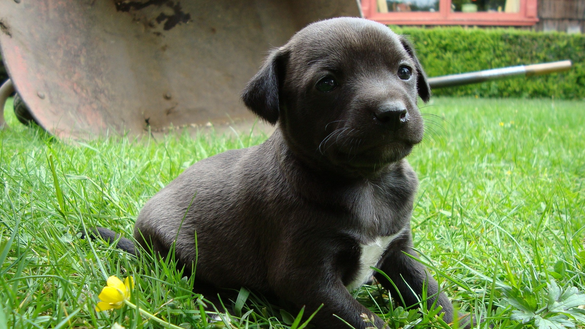 Descarga gratuita de fondo de pantalla para móvil de Animales, Perros, Perro, Cachorro.