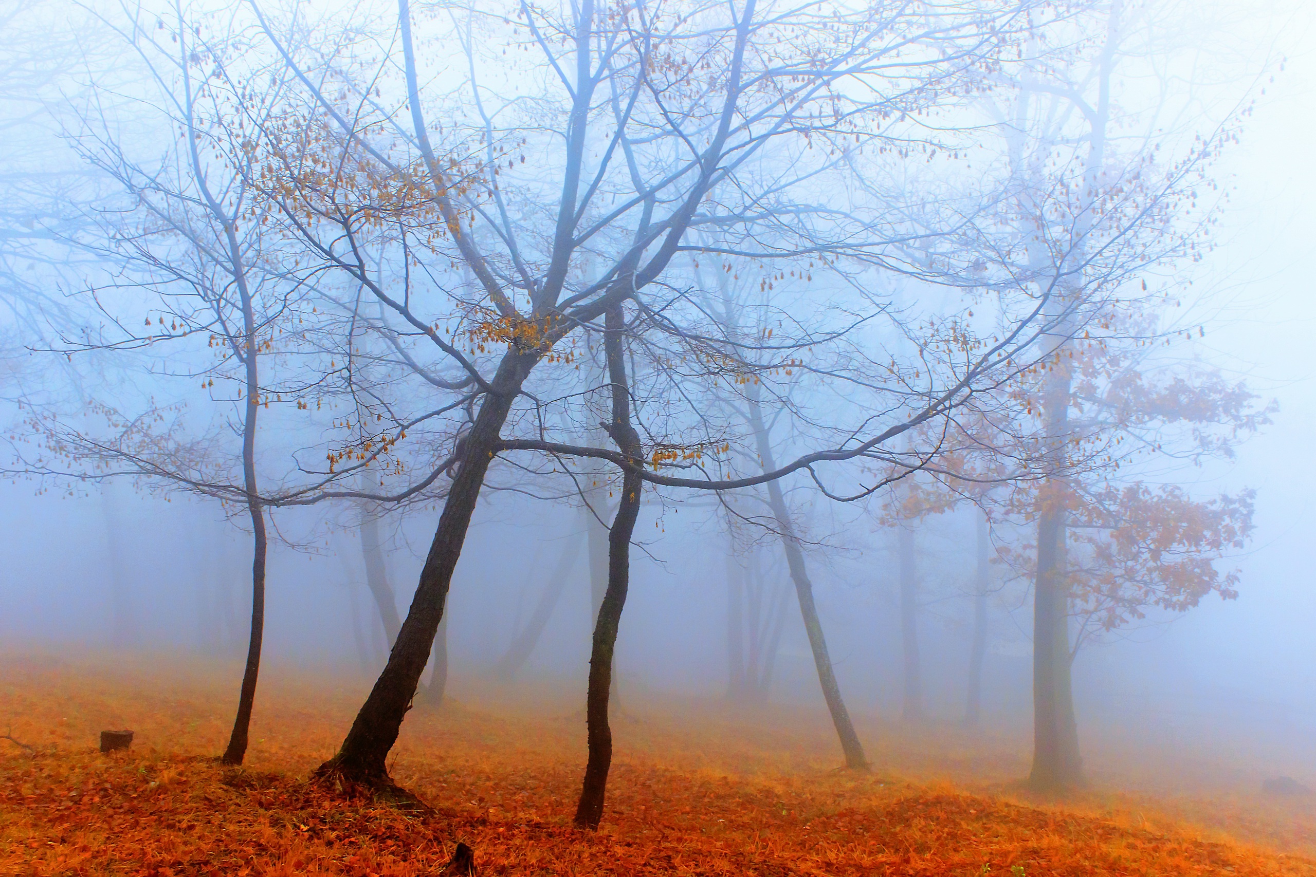 Free download wallpaper Nature, Tree, Fog, Fall, Earth on your PC desktop