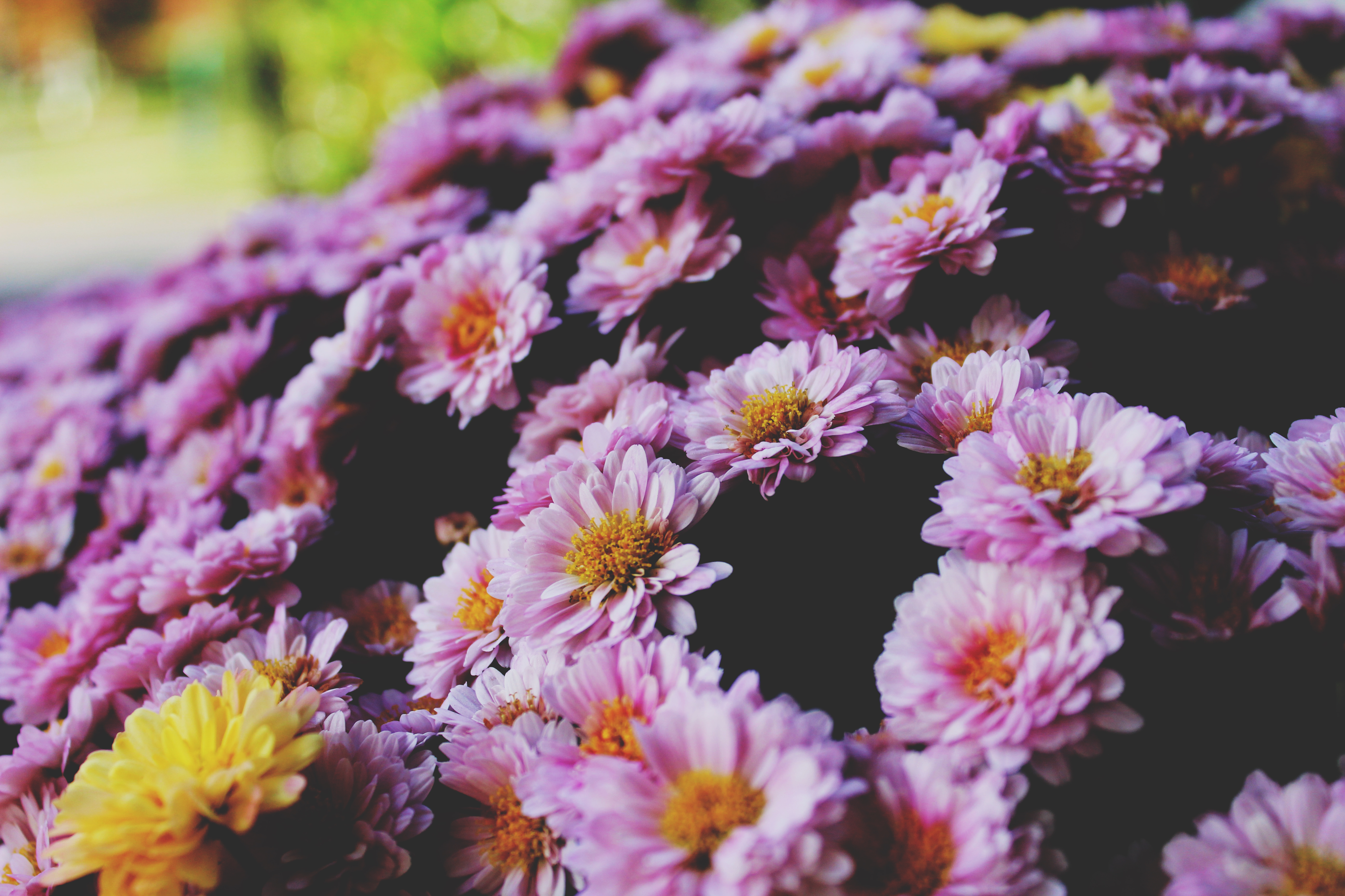 Free download wallpaper Flowers, Lilac, Petals on your PC desktop