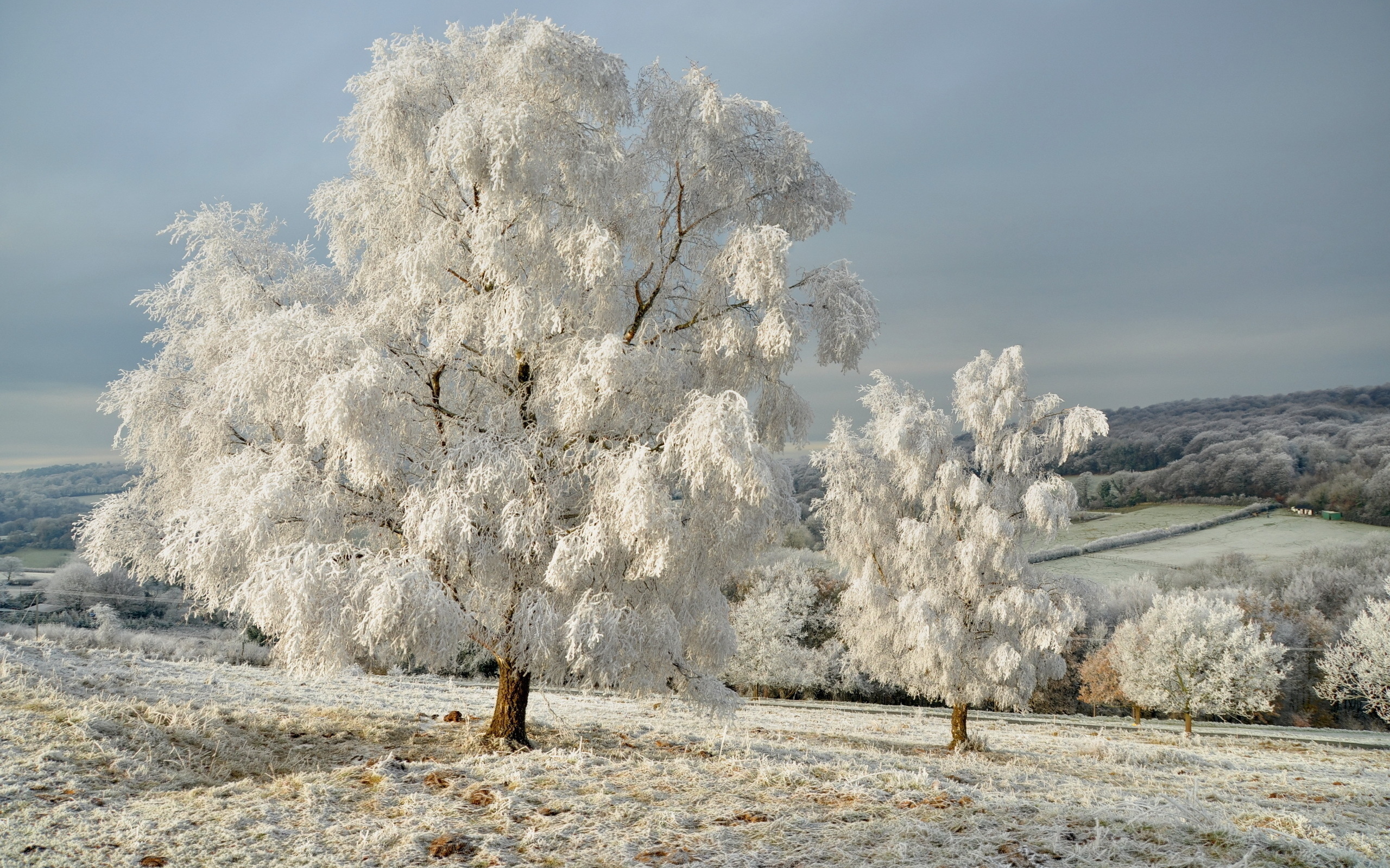 PCデスクトップに風景, 冬, 木, 雪, フィールズ画像を無料でダウンロード