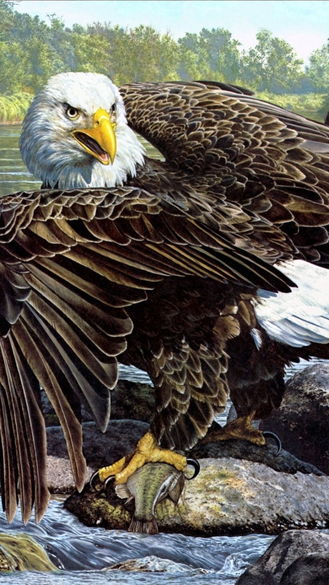 Handy-Wallpaper Tiere, Vögel, Weißkopfseeadler kostenlos herunterladen.