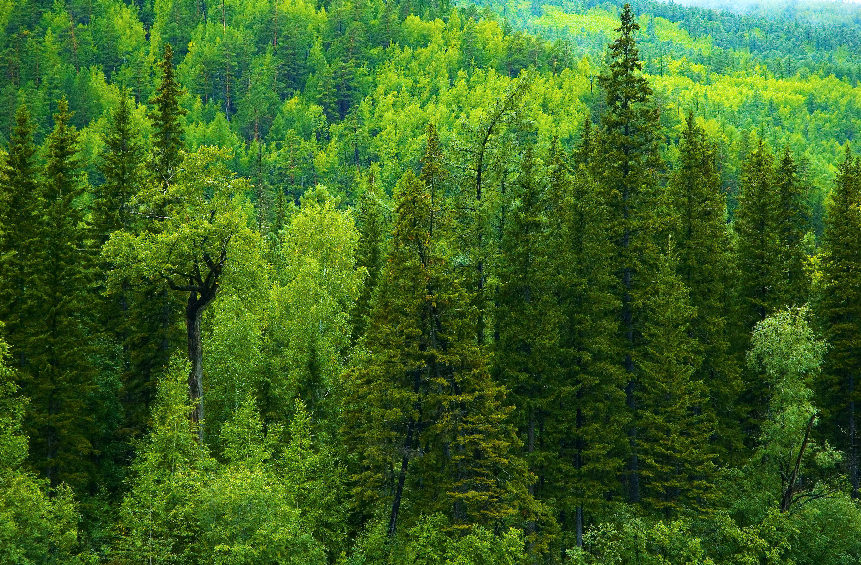 Laden Sie das Wald, Erde/natur, Regenwald-Bild kostenlos auf Ihren PC-Desktop herunter