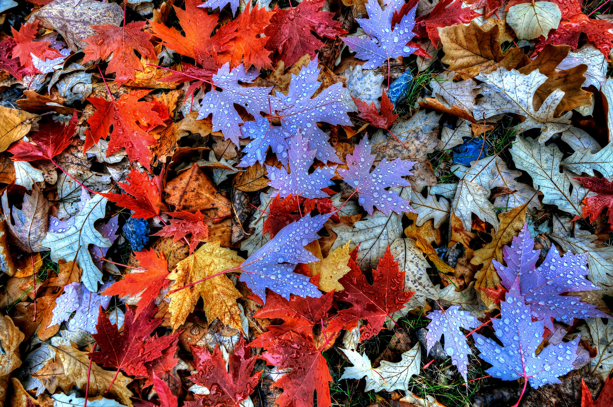 earth, leaf, dew drop, fall, maple leaf, nature, water drop