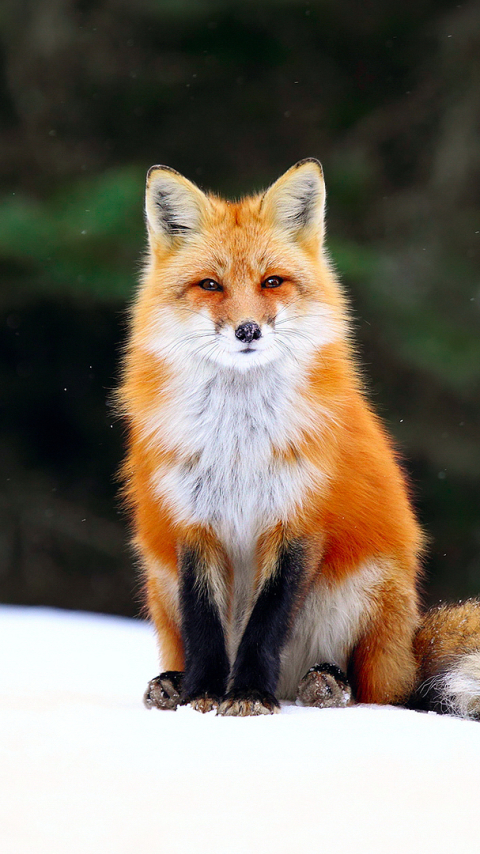 無料モバイル壁紙動物, 冬, 雪, 狐, レッドフォックスをダウンロードします。