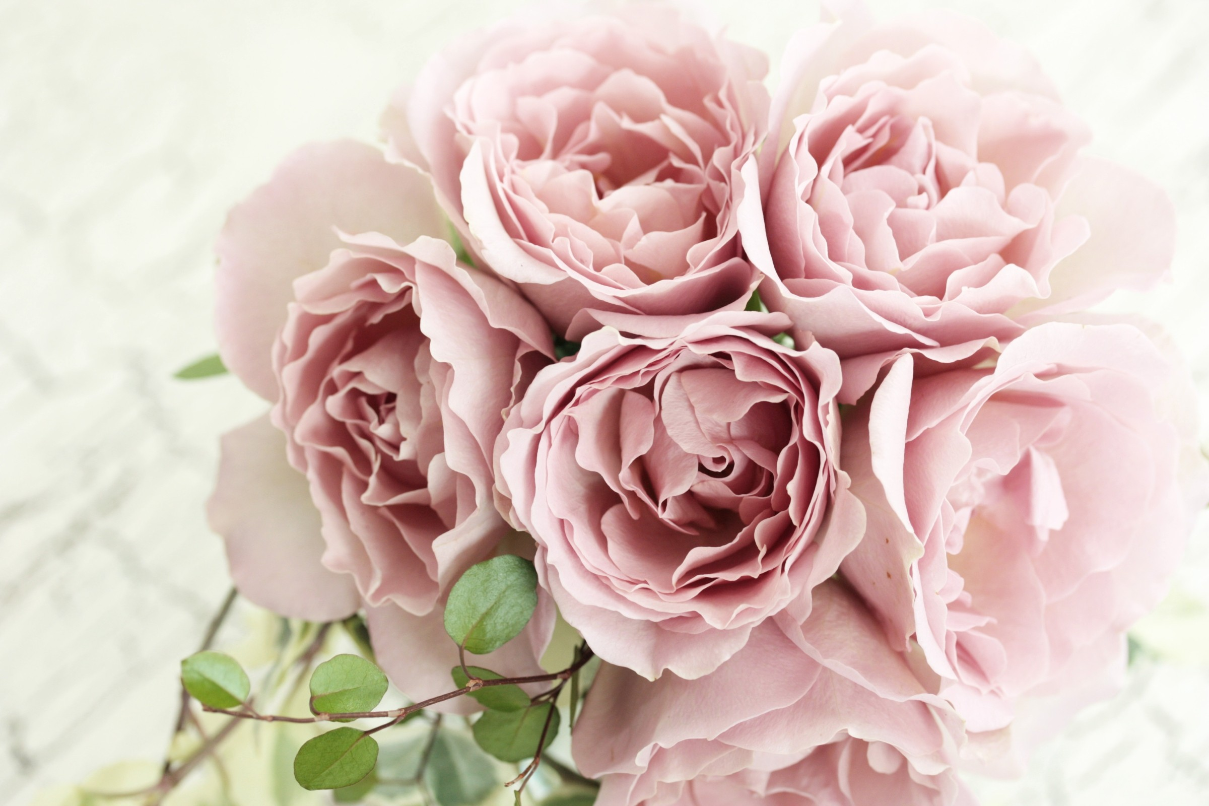 Free download wallpaper Flowers, Flower, Rose, Earth, Pink Flower on your PC desktop