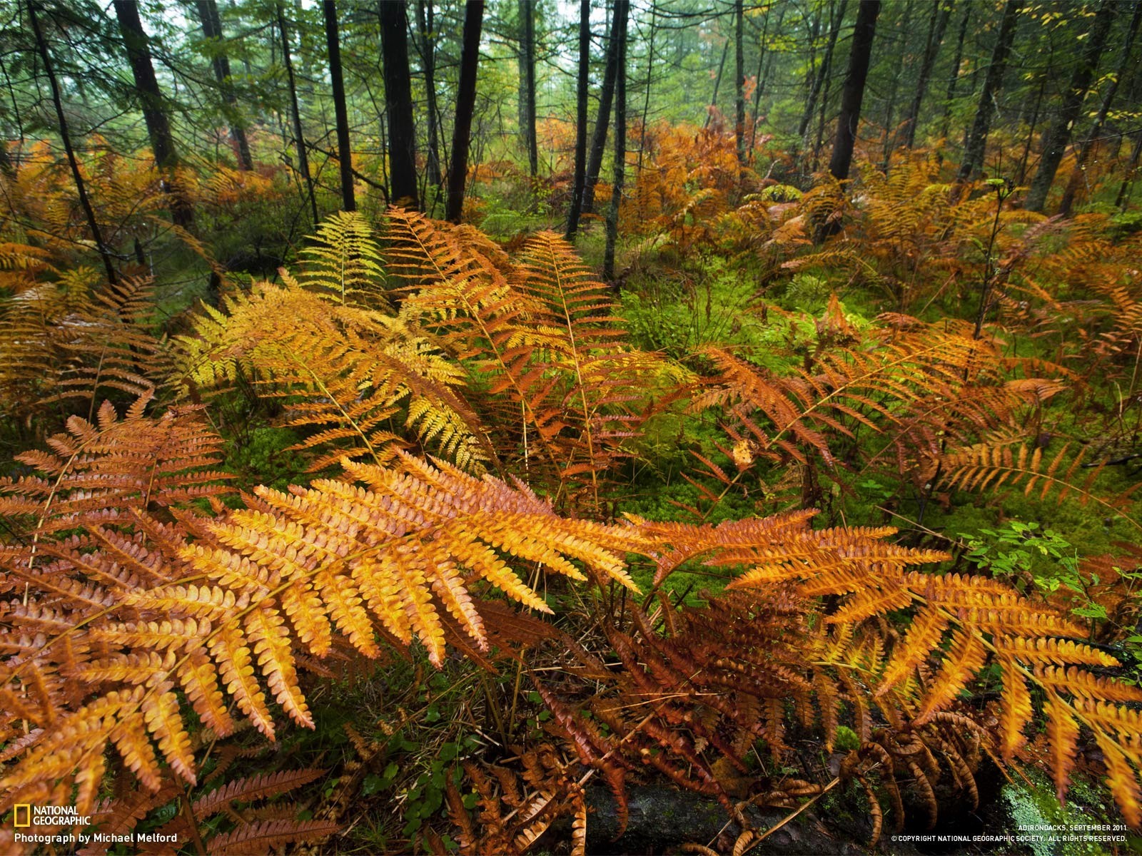 Téléchargez des papiers peints mobile Automne, Fougère, Forêt, Terre/nature gratuitement.