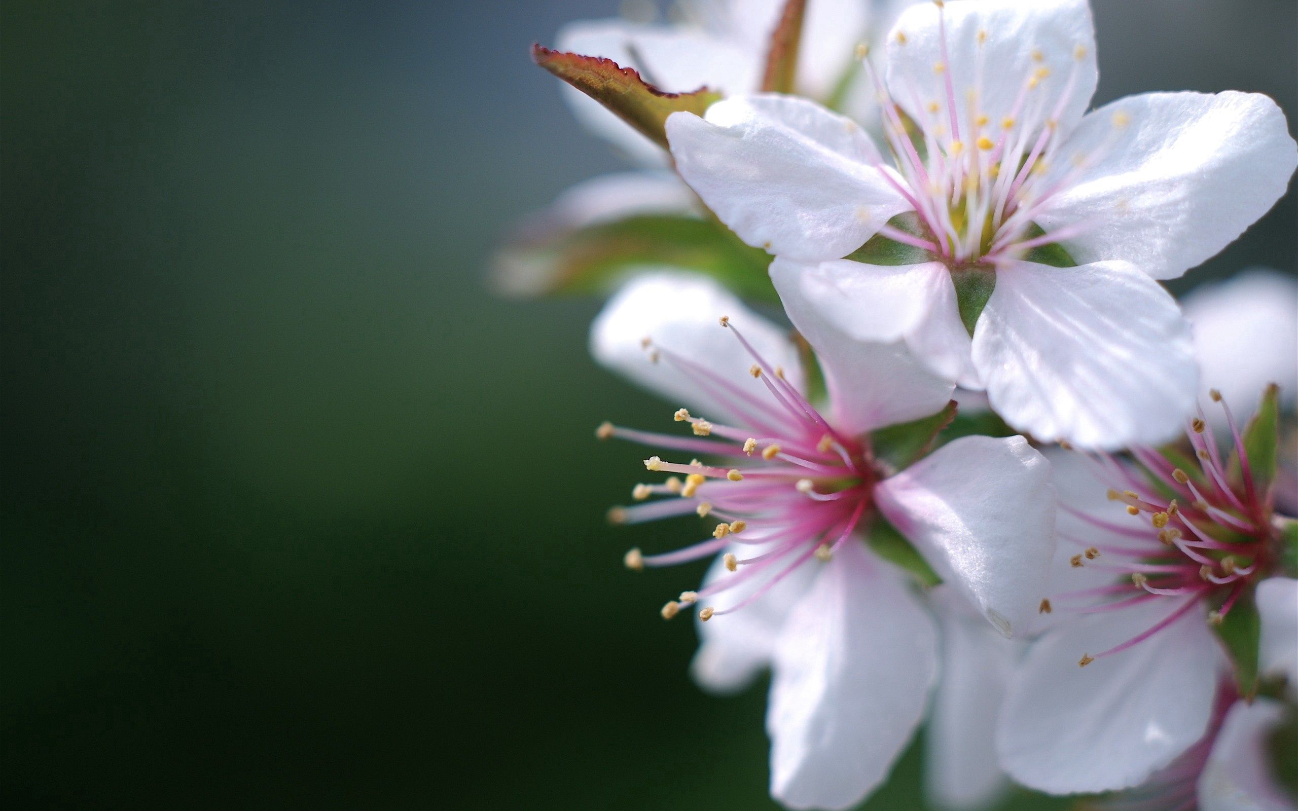 Descarga gratis la imagen Flor, Macro, Florecer, Primavera, Planta, Floración en el escritorio de tu PC