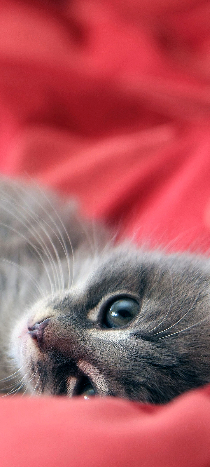 Download mobile wallpaper Cats, Cat, Kitten, Animal, Cute for free.