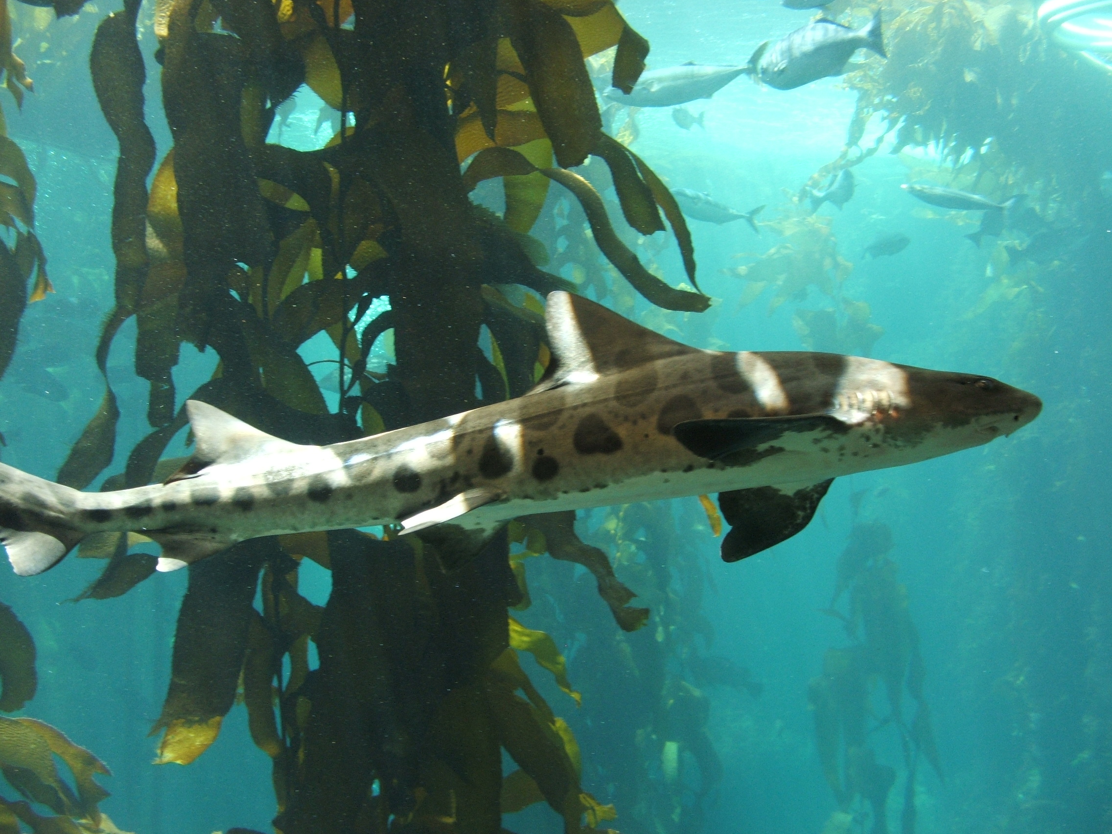 340075 baixar imagens animais, tubarão leopardo - papéis de parede e protetores de tela gratuitamente