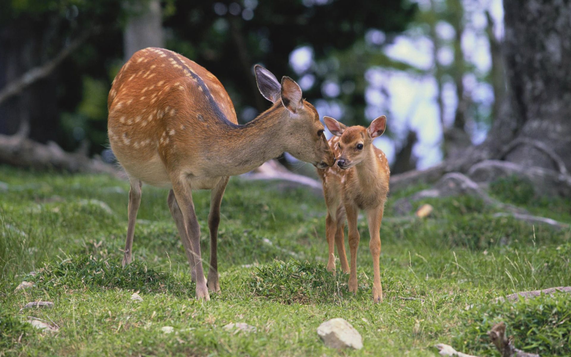 Laden Sie das Tiere, Hirsch-Bild kostenlos auf Ihren PC-Desktop herunter