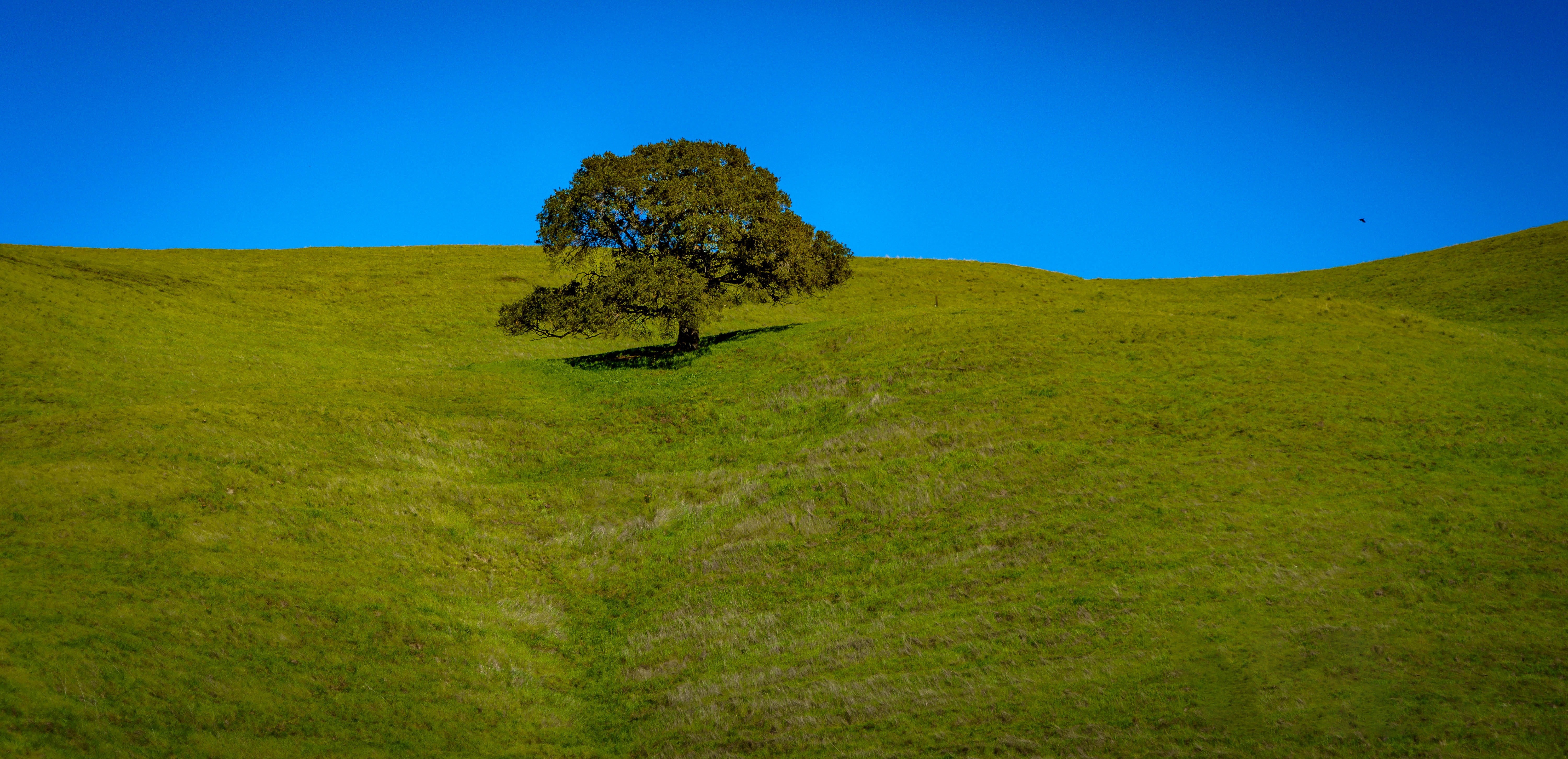 Download mobile wallpaper Trees, Grass, Sky, Tree, Earth, Hill for free.