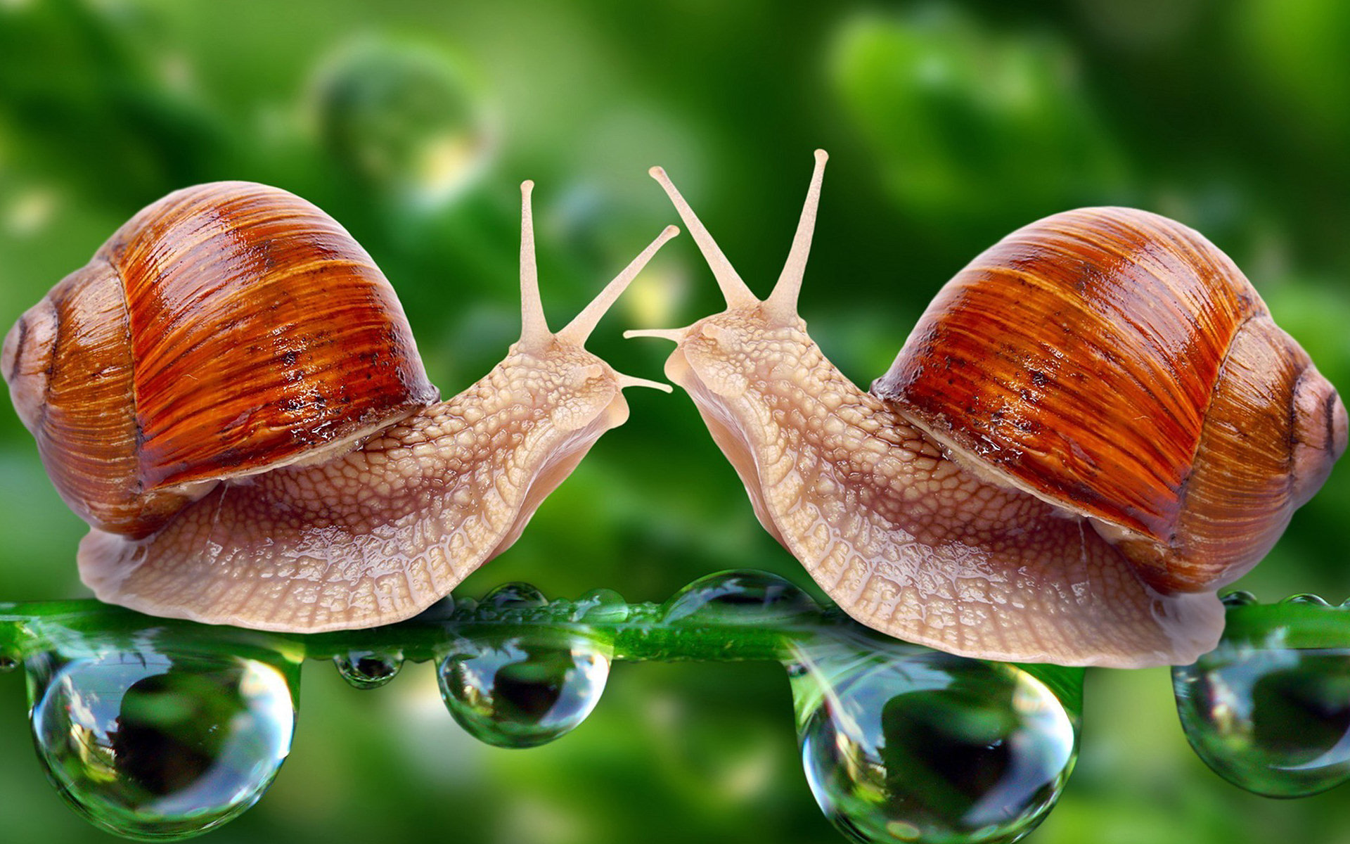 Free download wallpaper Animal, Snail on your PC desktop