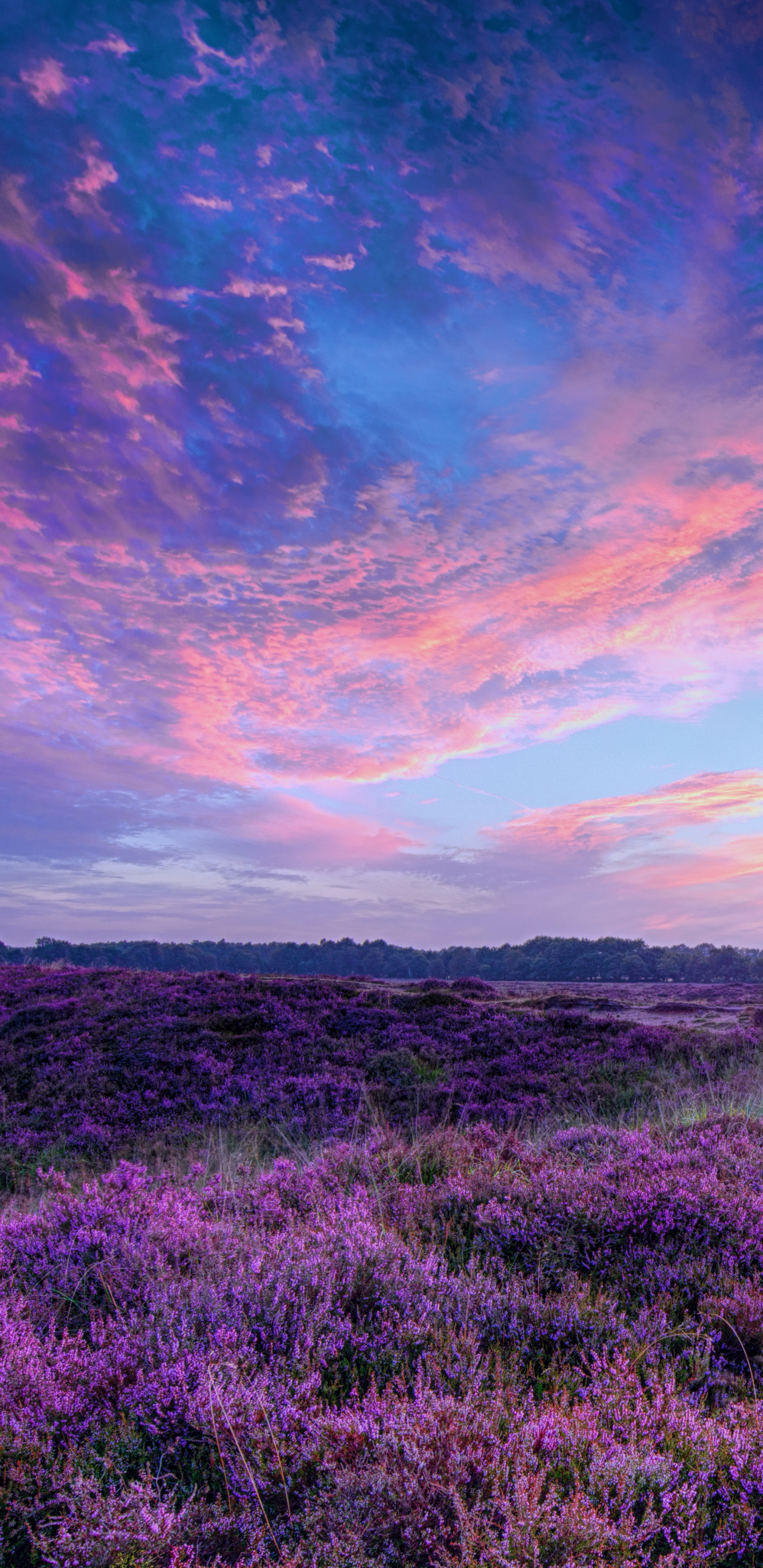 無料モバイル壁紙日没, 地球, 空, 分野, 紫色の花をダウンロードします。
