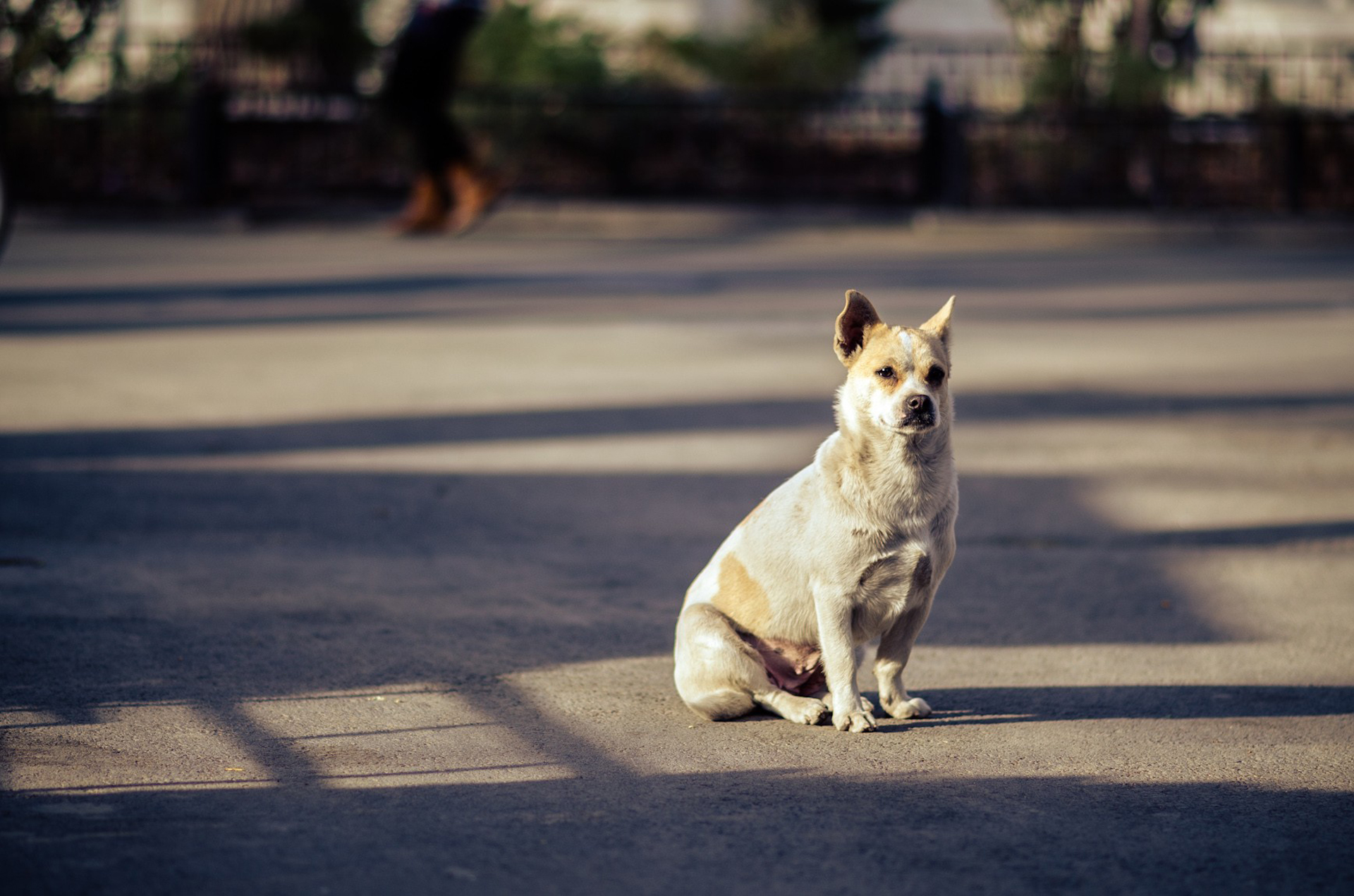 PCデスクトップに犬, 動物画像を無料でダウンロード