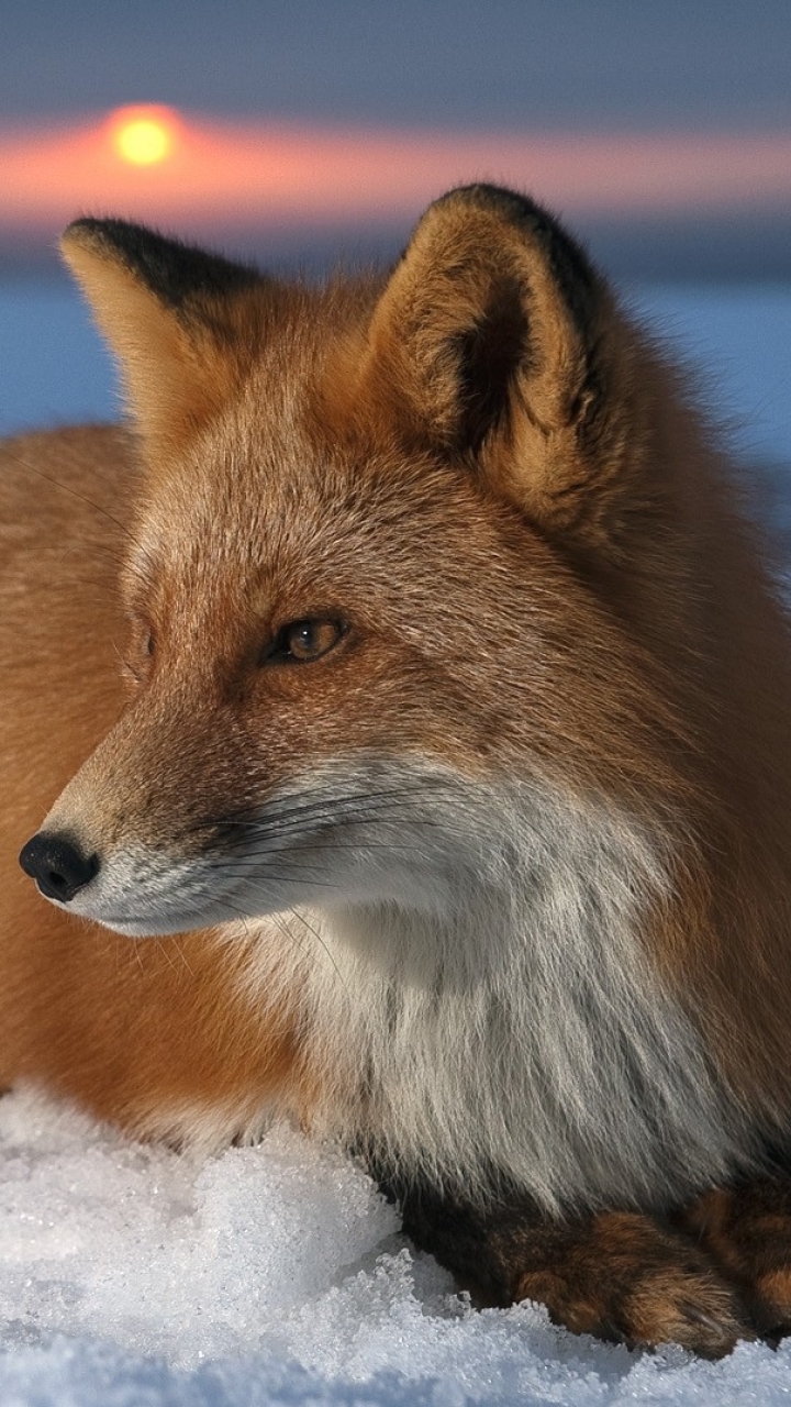 無料モバイル壁紙動物, 日没, 雪, 狐をダウンロードします。