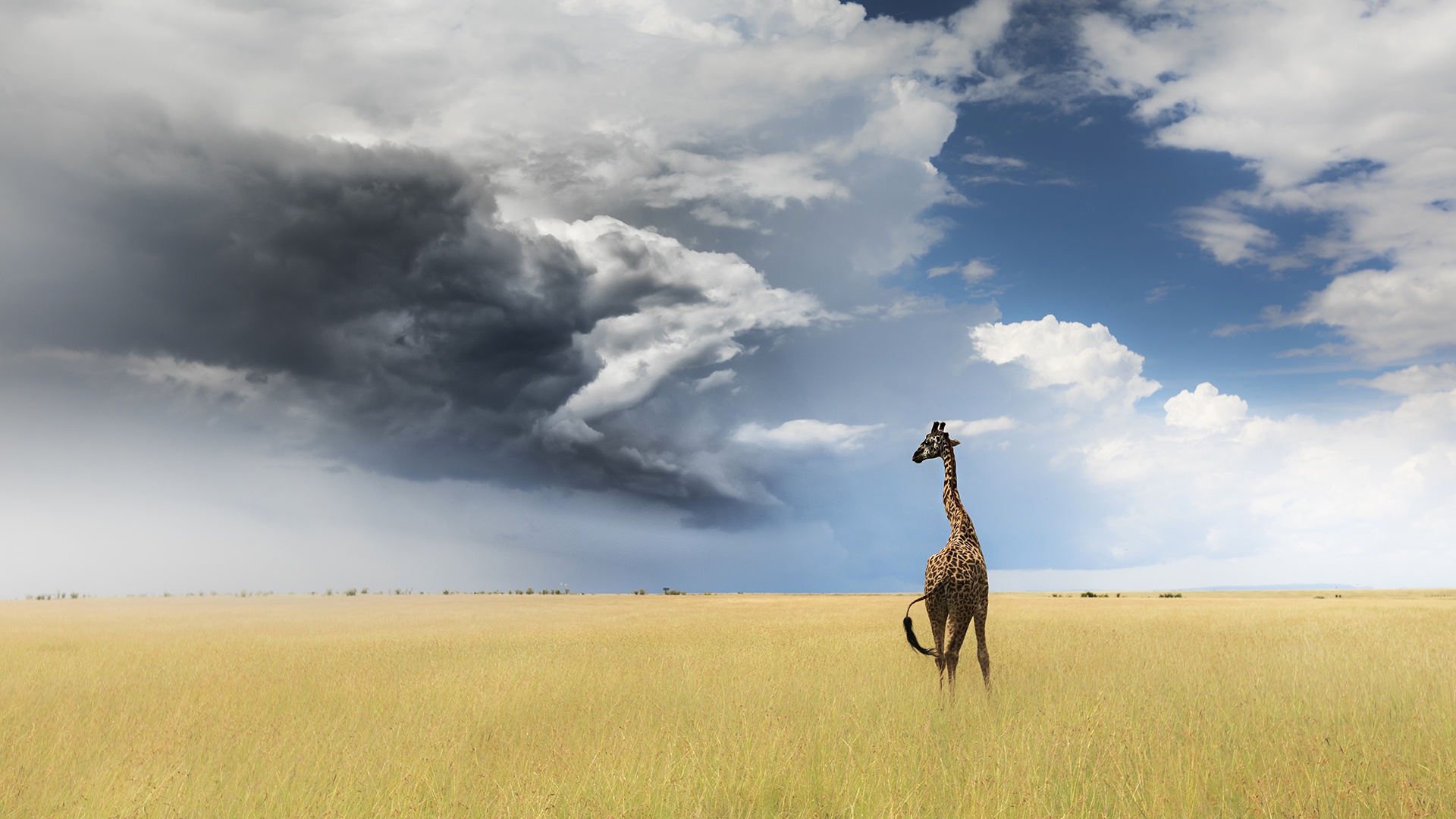 Handy-Wallpaper Tiere, Feld, Wolke, Giraffe, Himmel kostenlos herunterladen.