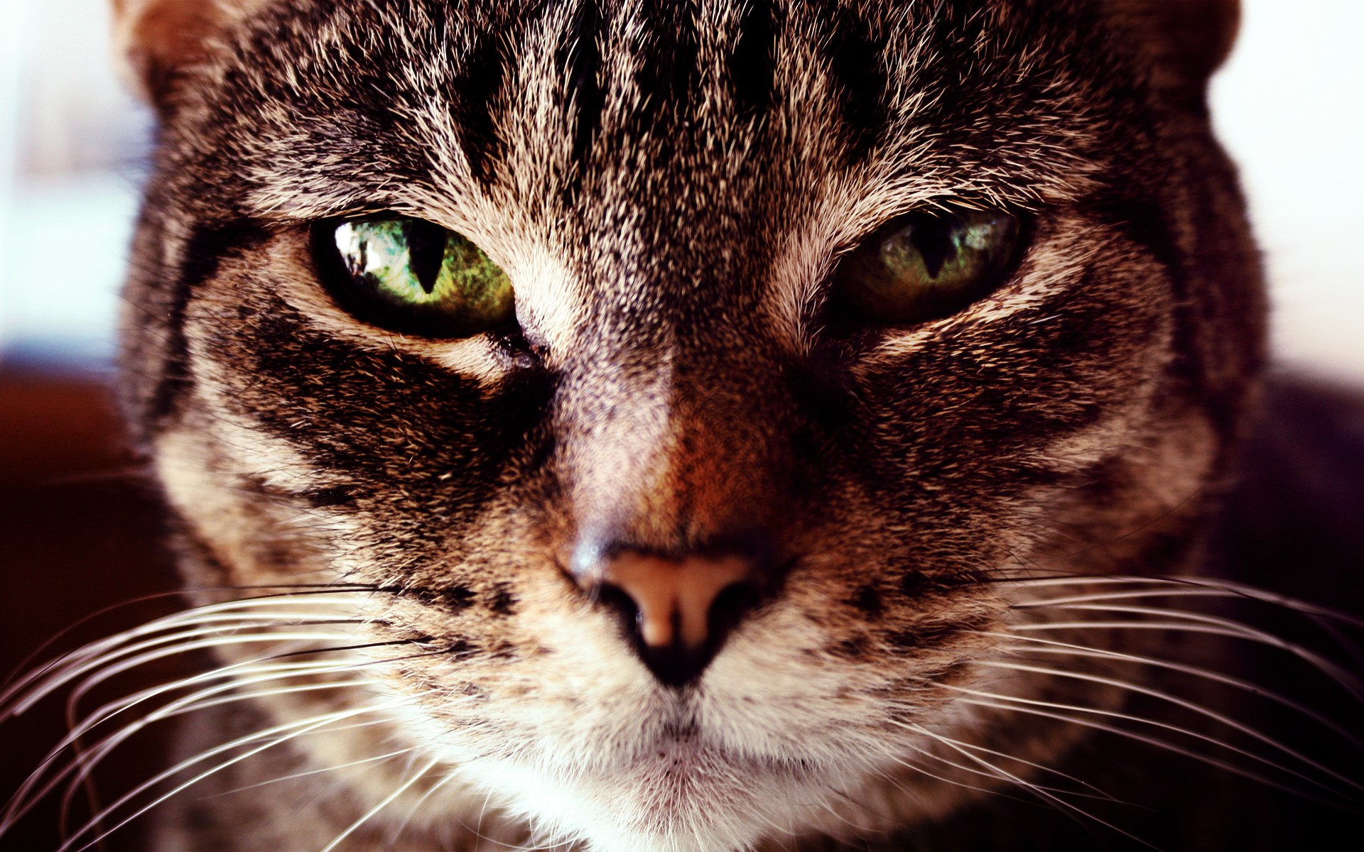 Free download wallpaper Cat, Cats, Animal on your PC desktop