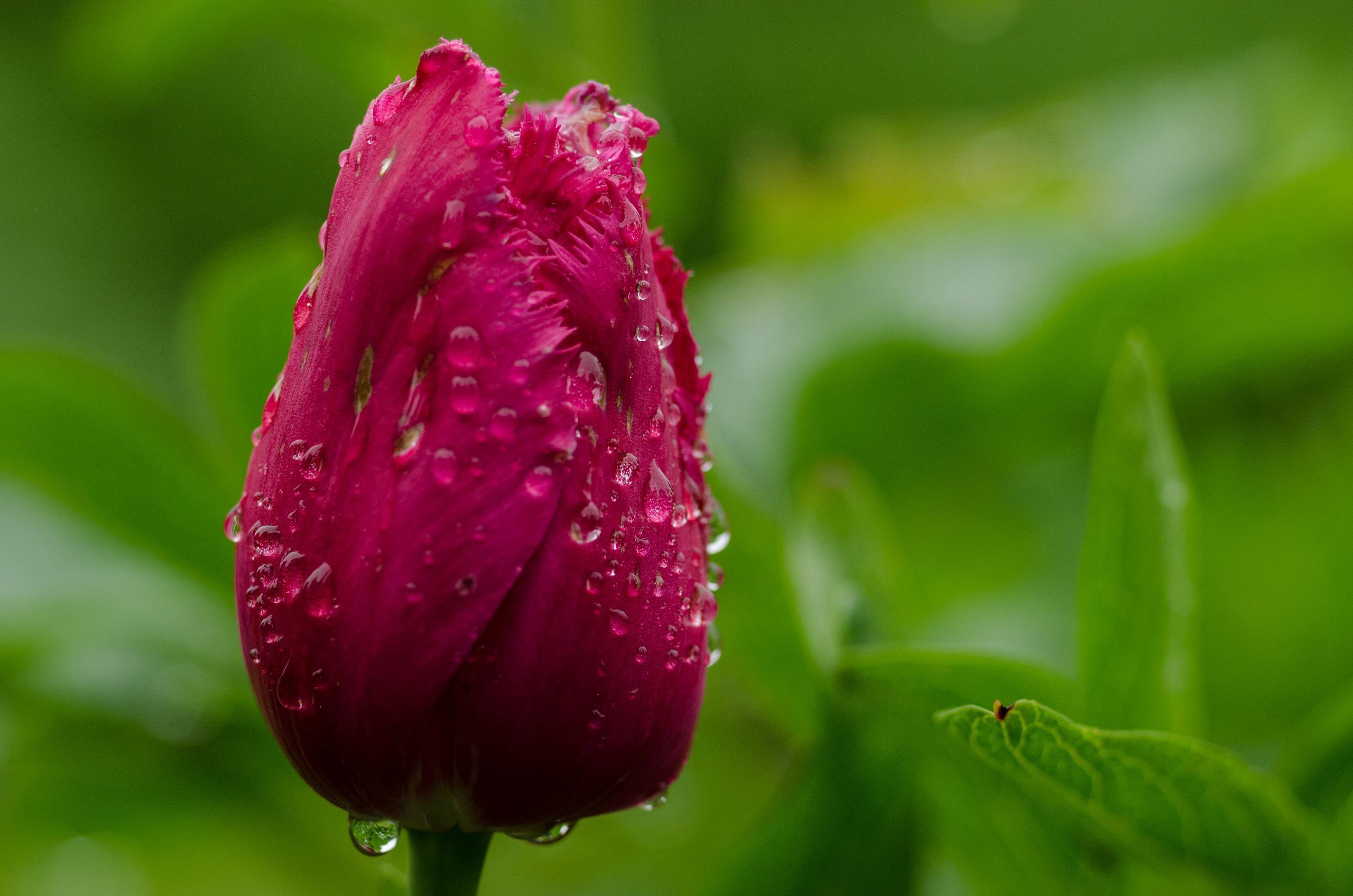 Free download wallpaper Flowers, Earth, Tulip on your PC desktop