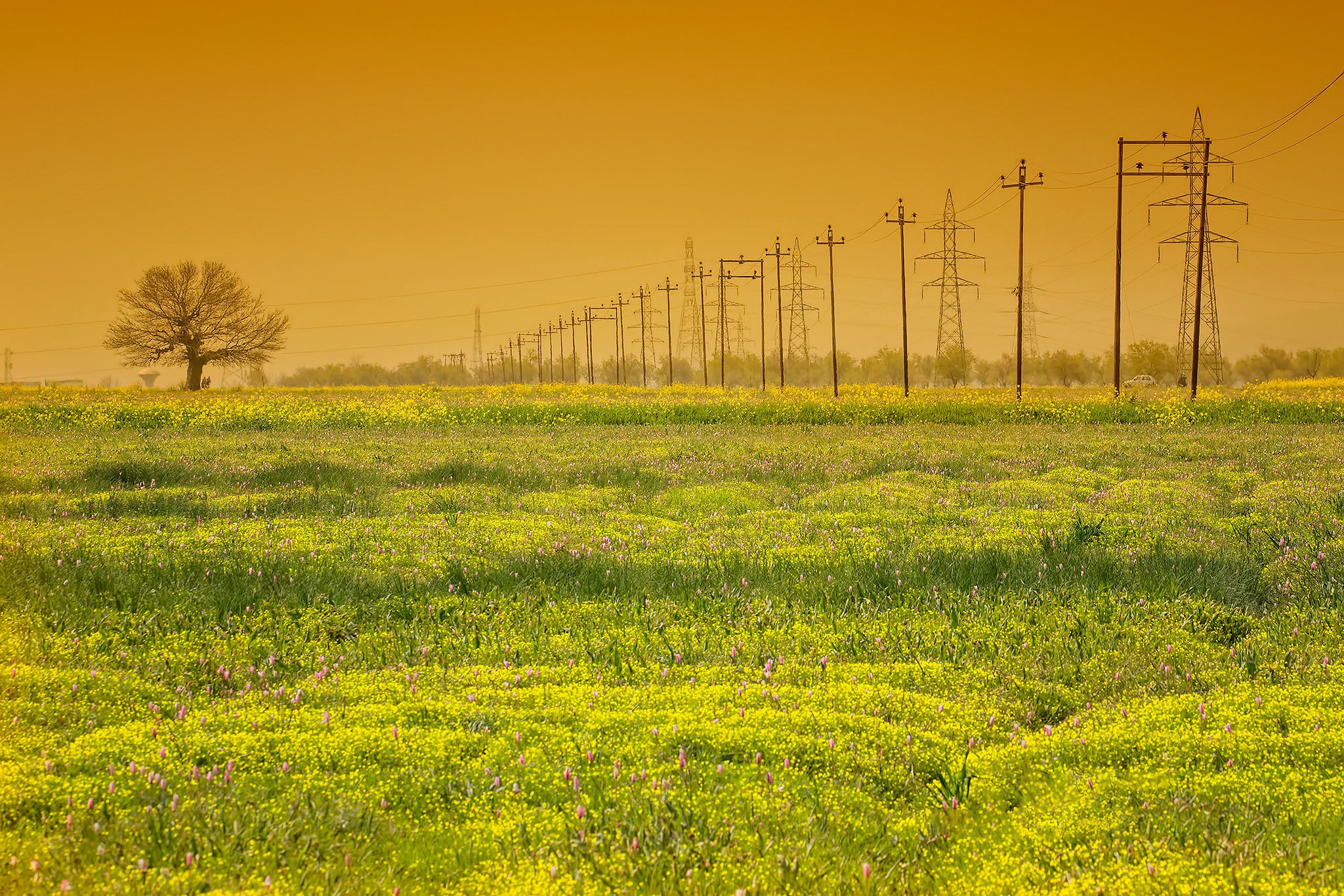 Download mobile wallpaper Tree, Field, Man Made, Power Line for free.