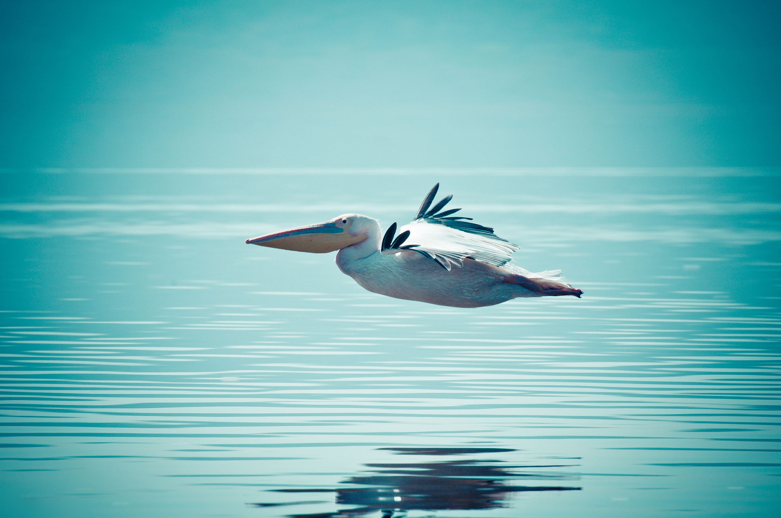 Download mobile wallpaper Pelican, Birds, Animal for free.