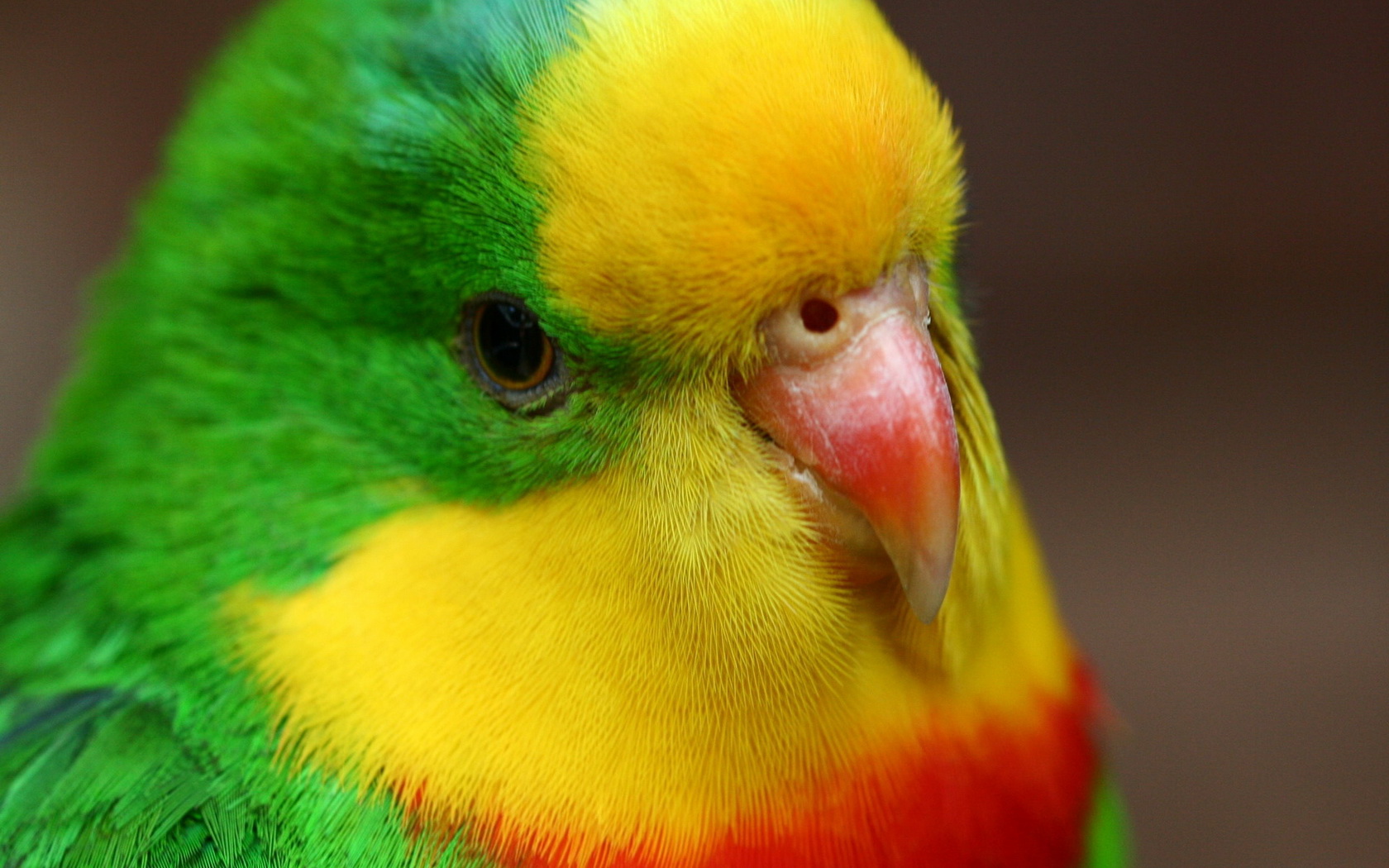 Free download wallpaper Bird, Animal on your PC desktop