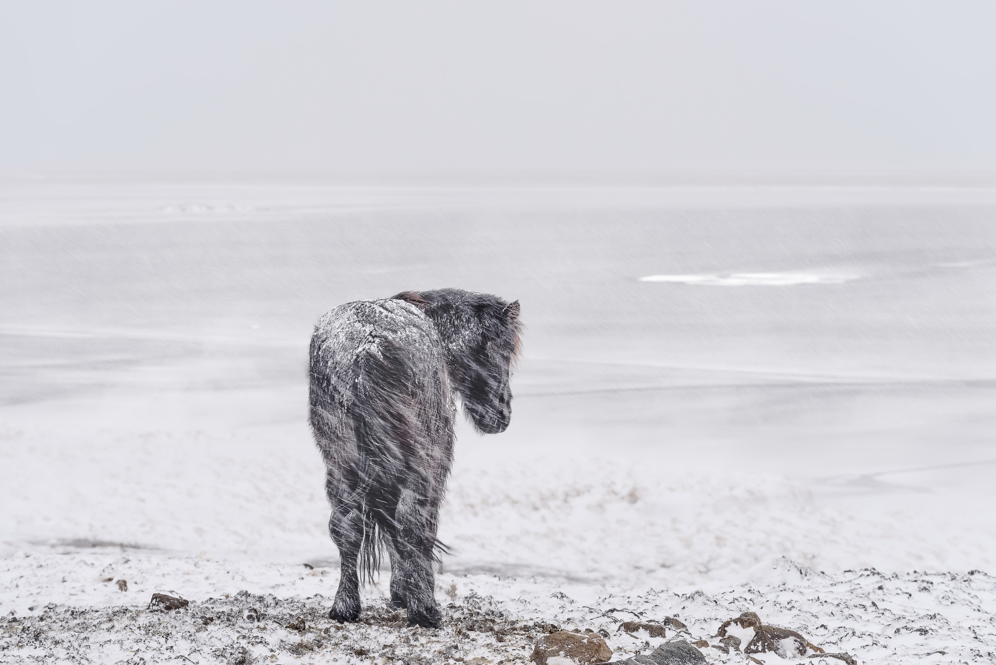 Free download wallpaper Winter, Snow, Animal, Horse, Snowfall on your PC desktop