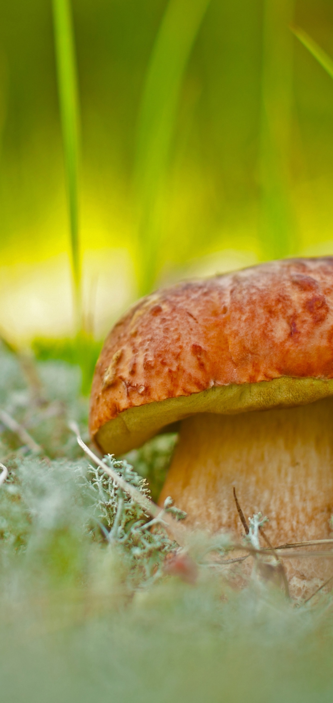 Descarga gratuita de fondo de pantalla para móvil de Champiñón, Tierra/naturaleza.