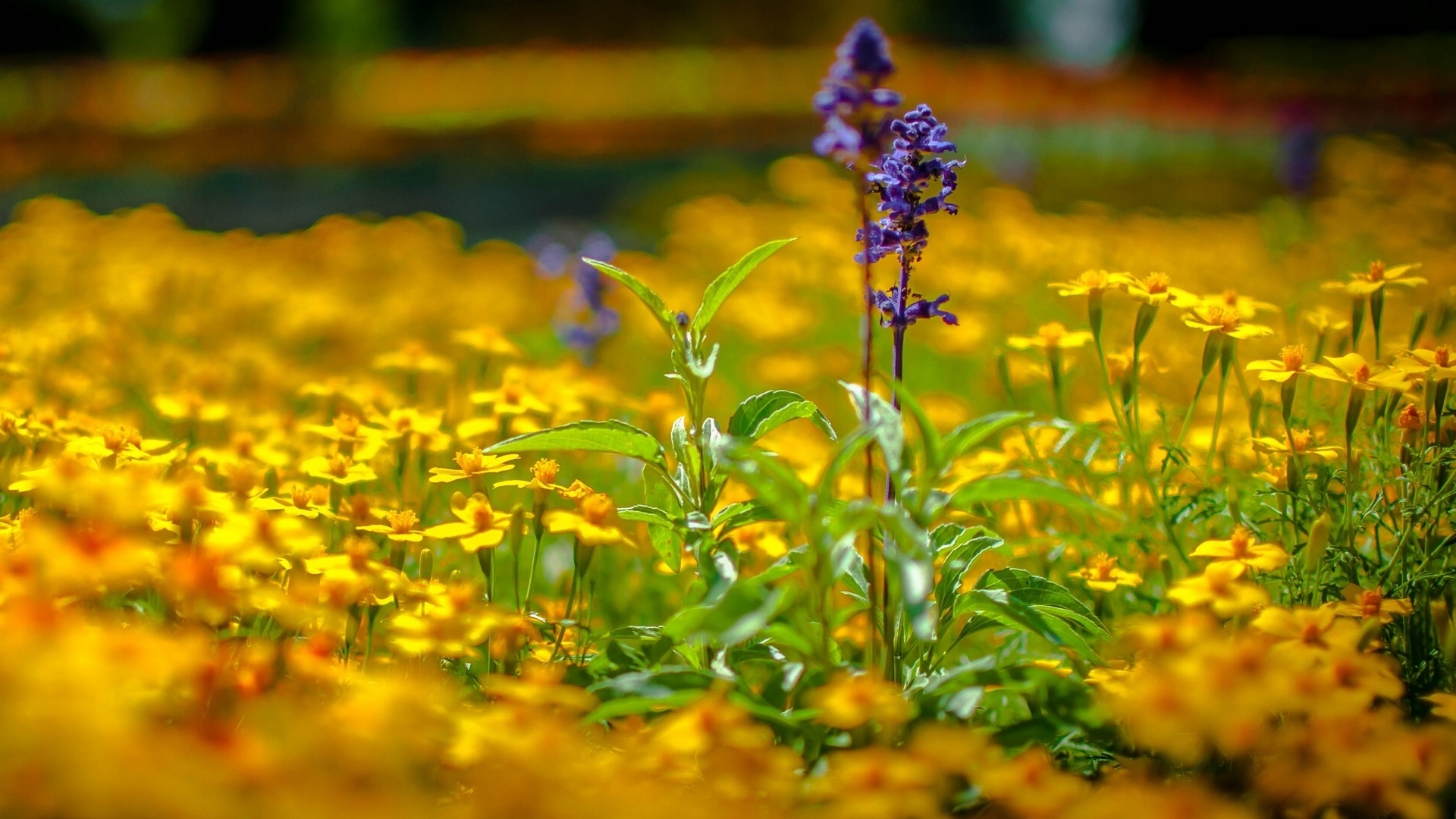 Free download wallpaper Flowers, Flower, Earth on your PC desktop