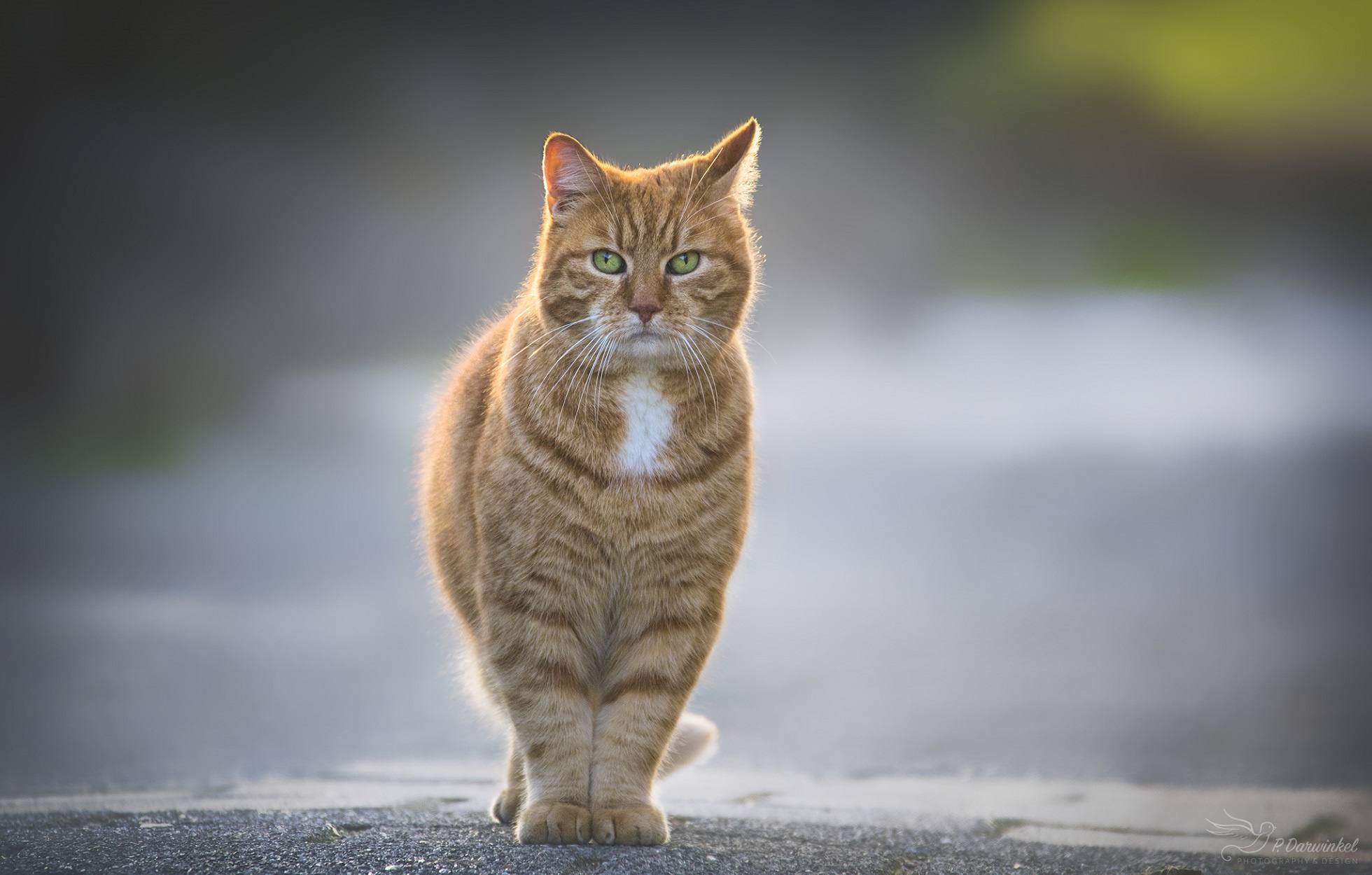 Descarga gratuita de fondo de pantalla para móvil de Gato, Gatos, Animales.