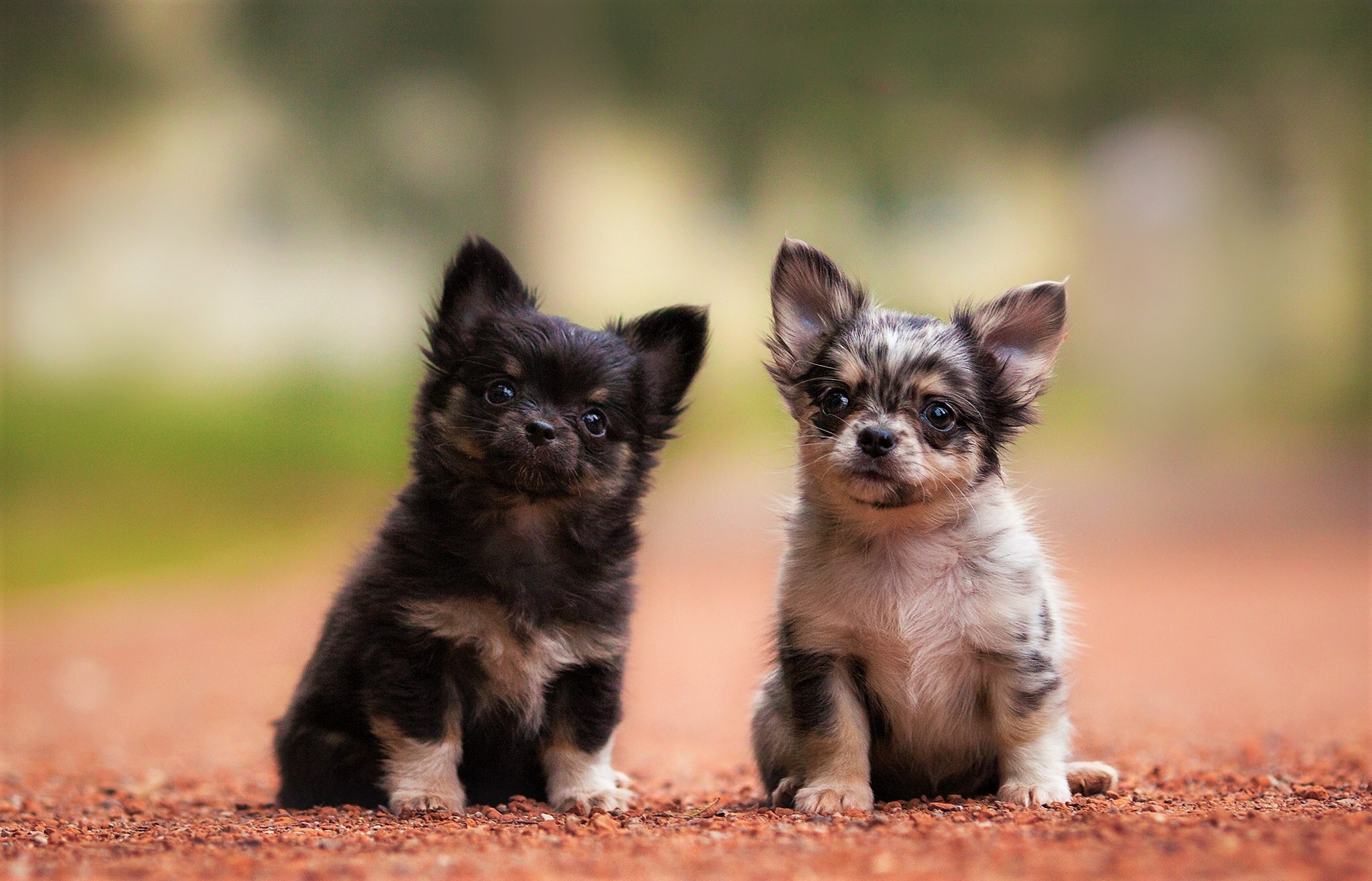 Download mobile wallpaper Dogs, Dog, Animal, Puppy, Cute, Chihuahua, Baby Animal for free.