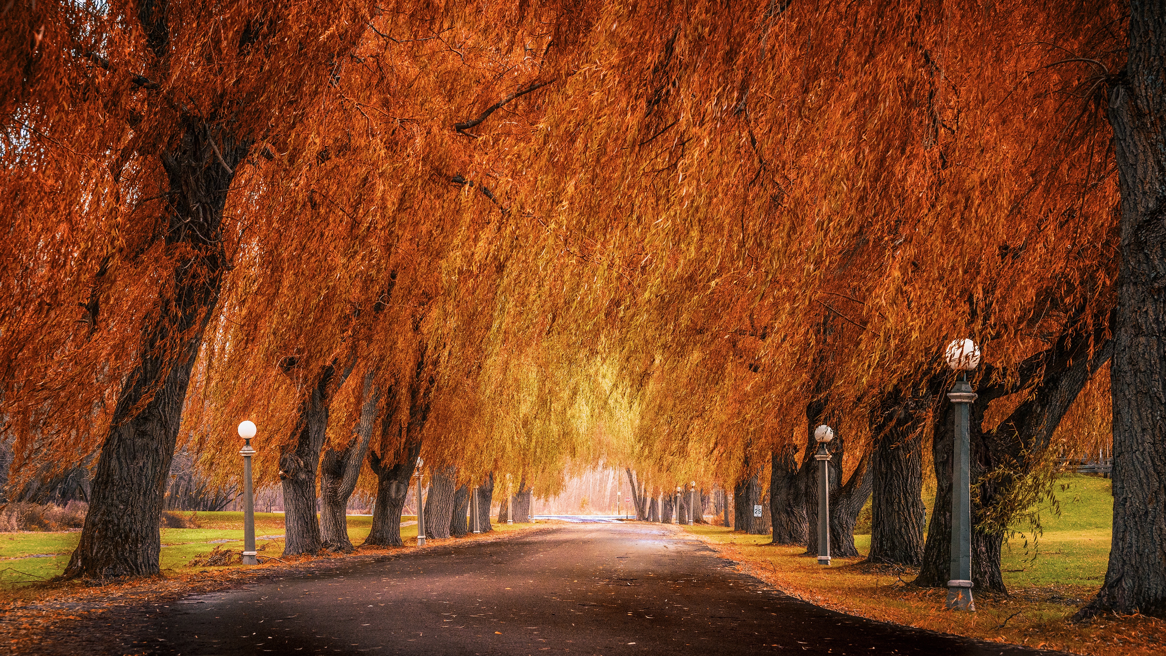 Handy-Wallpaper Herbst, Straße, Park, Baum, Fotografie kostenlos herunterladen.