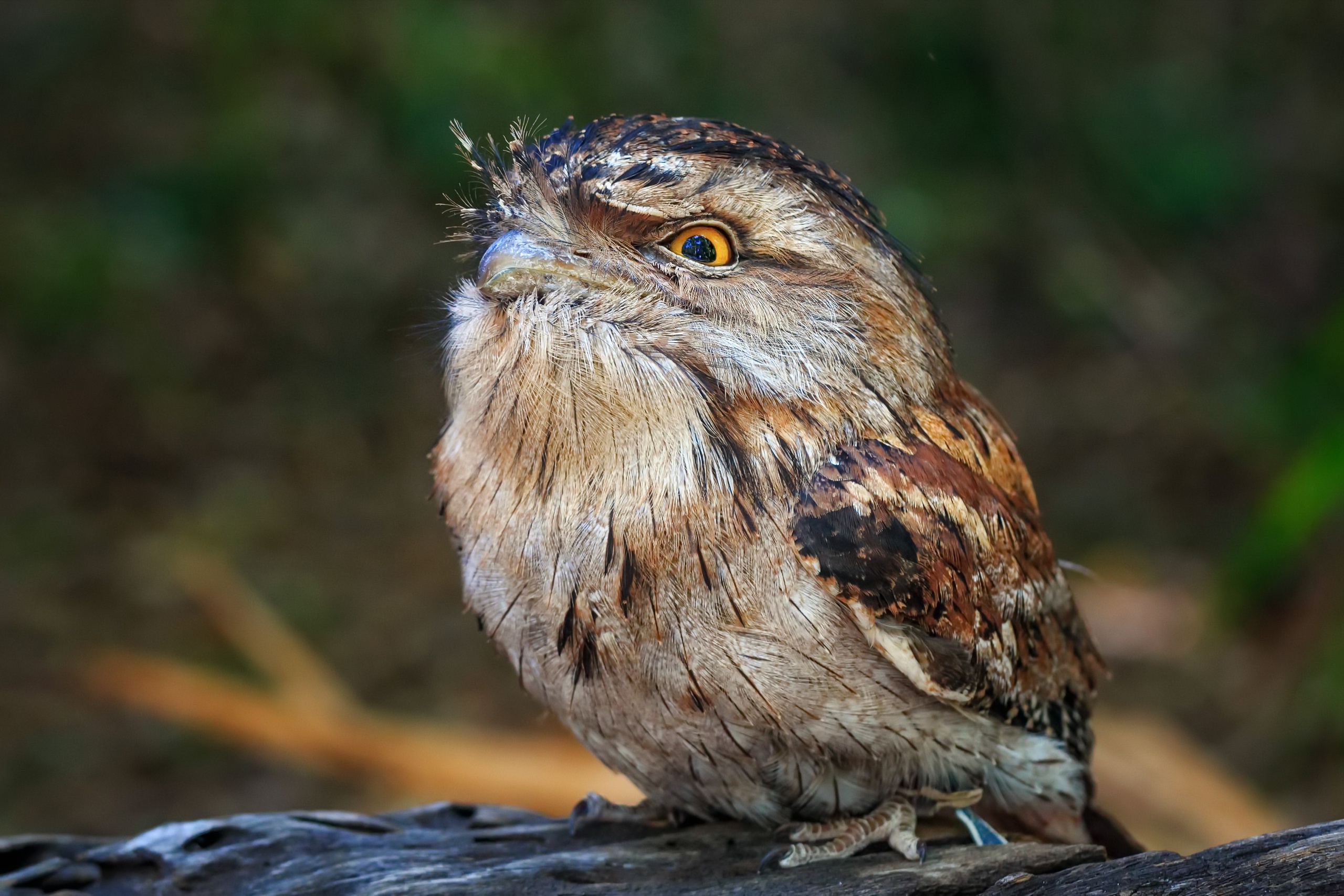 395220画像をダウンロード動物, 黄褐色のカエル口, 鳥-壁紙とスクリーンセーバーを無料で