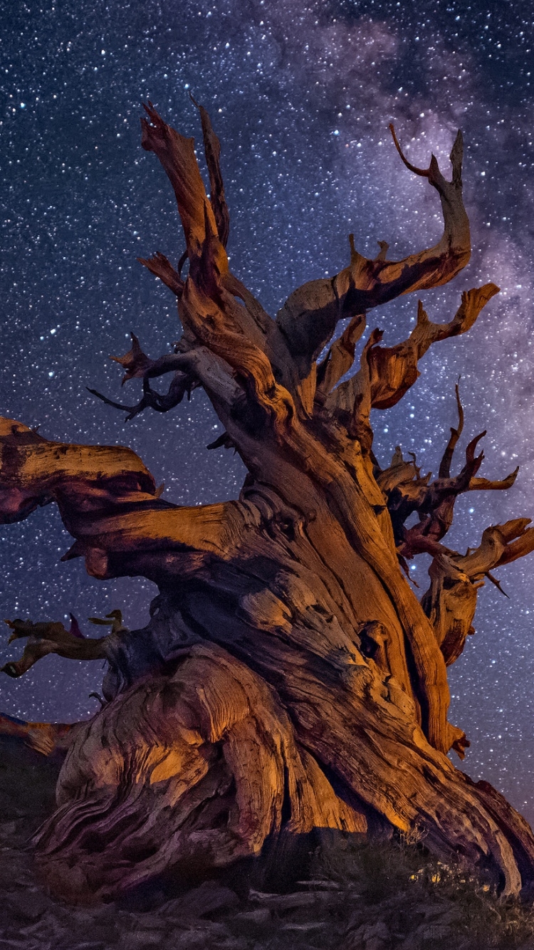 Download mobile wallpaper Trees, Night, Tree, Earth for free.