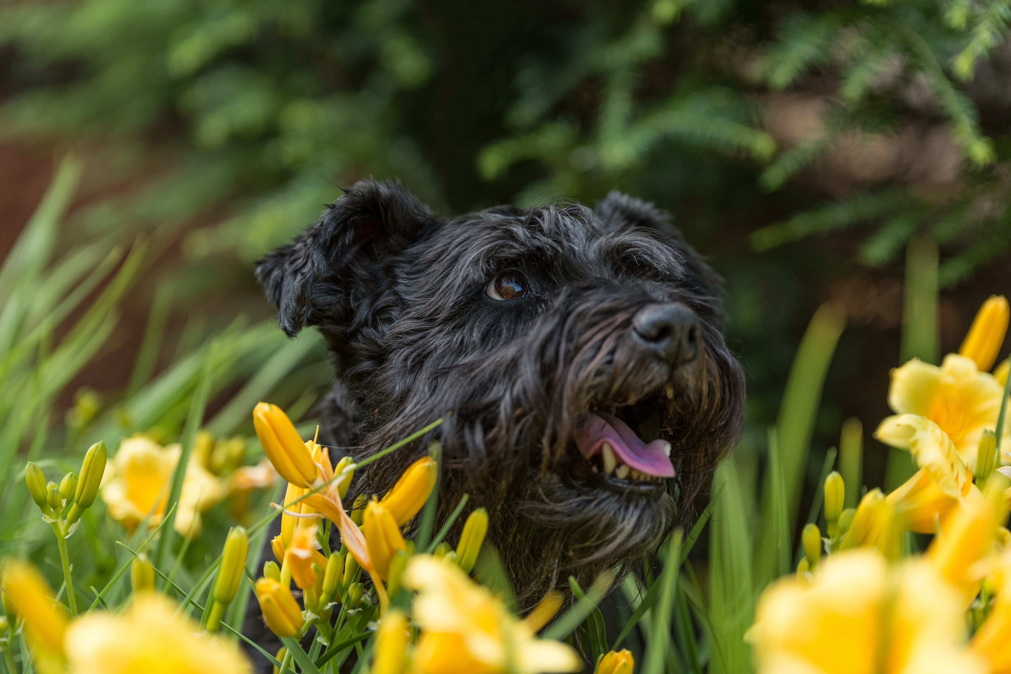 Free download wallpaper Animals, Flowers, Dog, Muzzle, Protruding Tongue, Tongue Stuck Out on your PC desktop