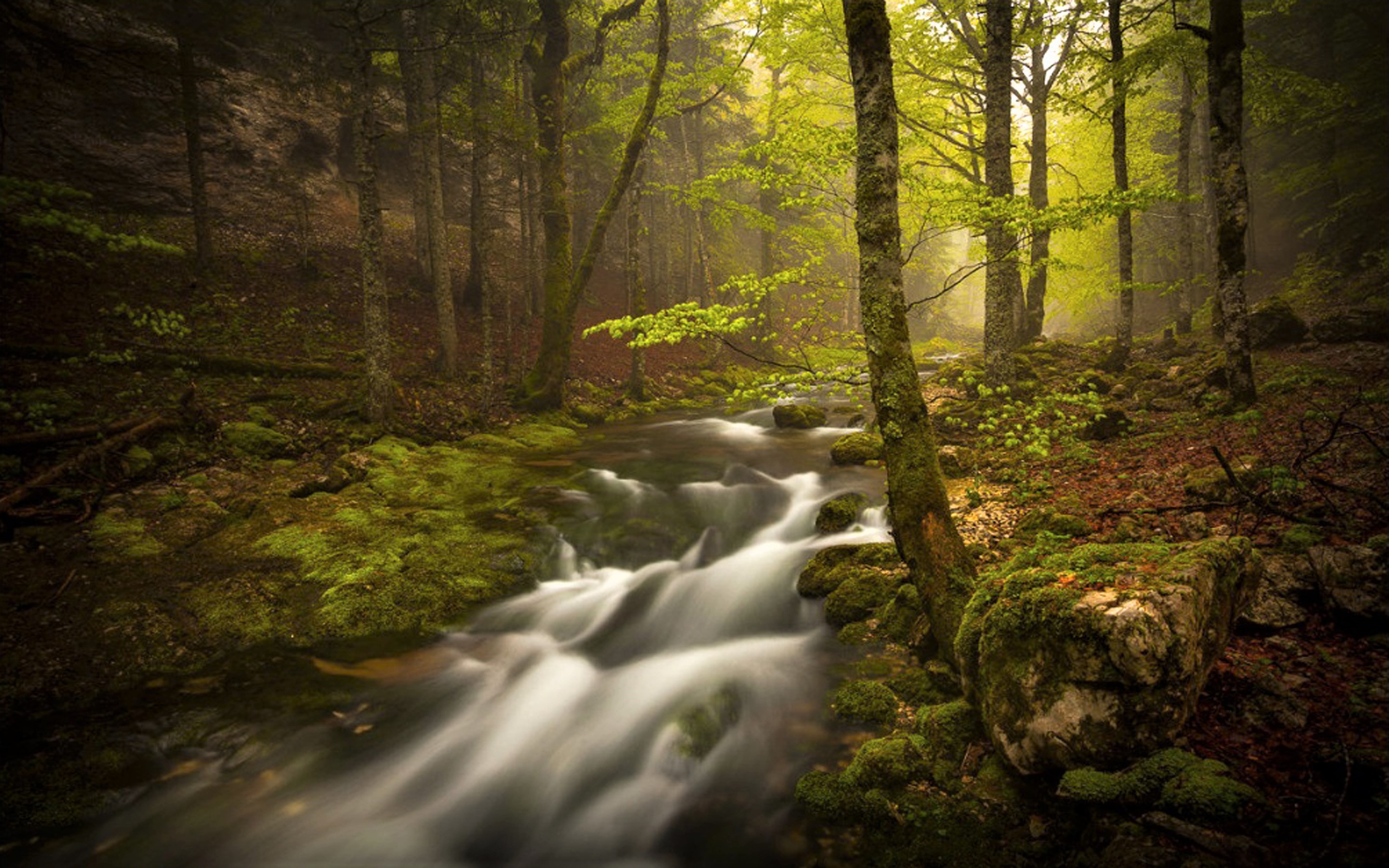 Download mobile wallpaper Forest, Earth, Moss, Stream for free.